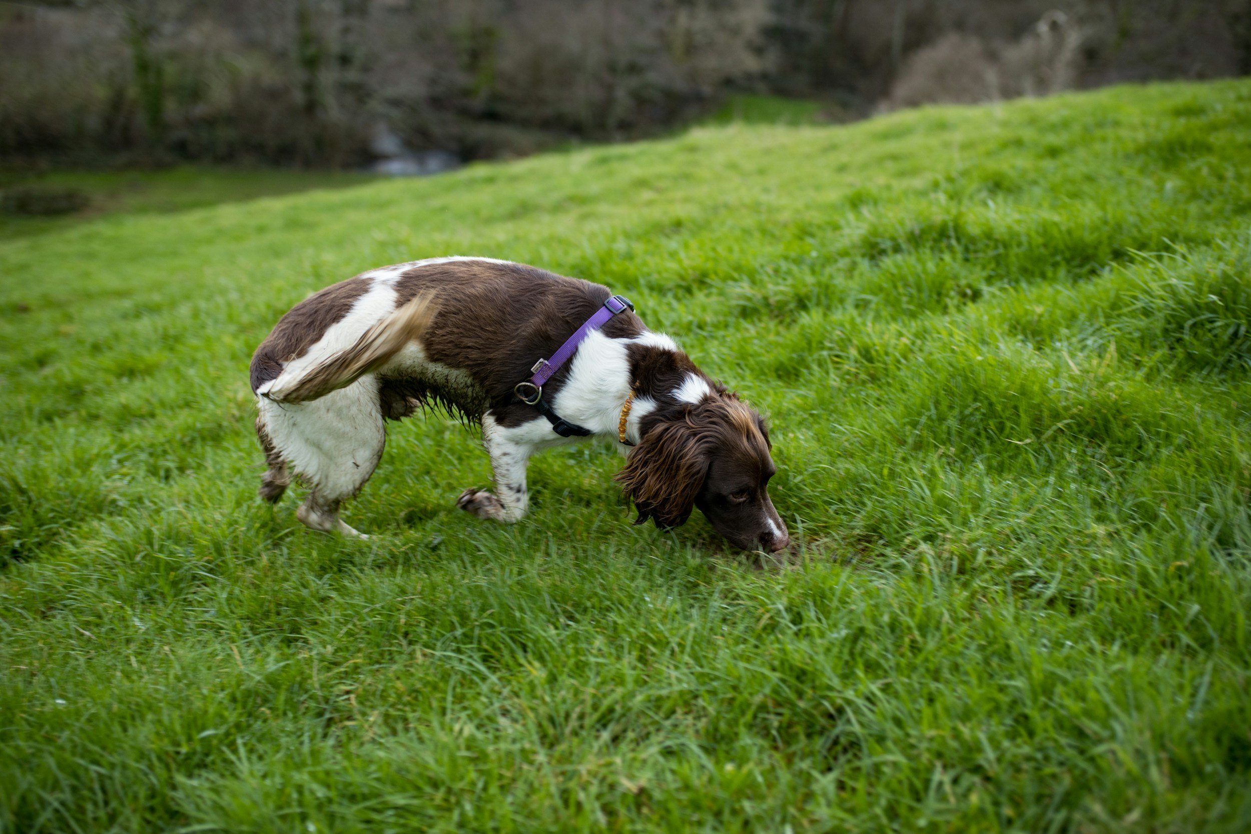 Yorkie practicing safety behaviors during Suzanne Parker’s rattlesnake avoidance clinic