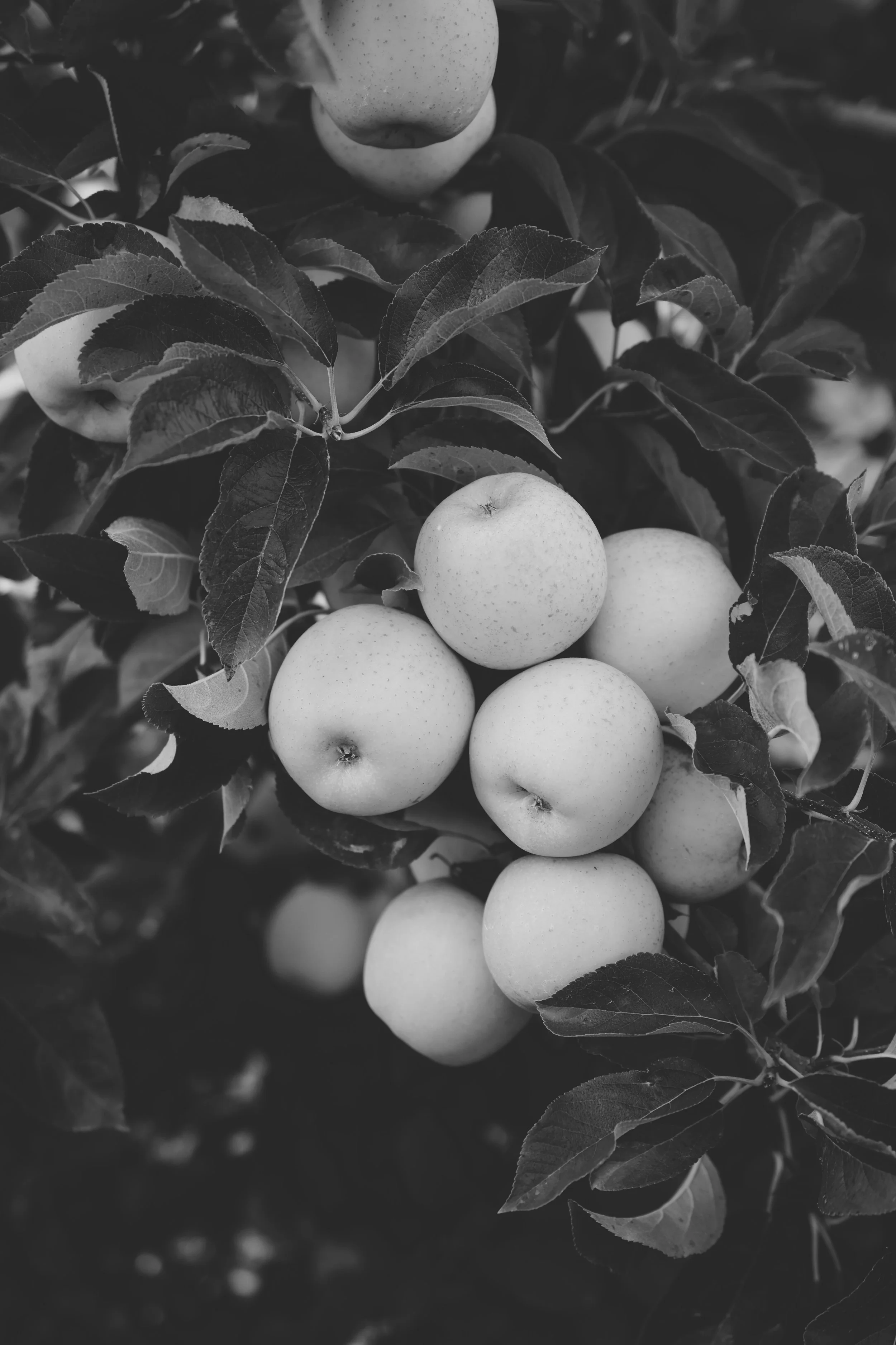 Black and white photo of a cluster of apples hanging from a tree surrounded by leaves. Melick's Farm in Califon, NJ. 
