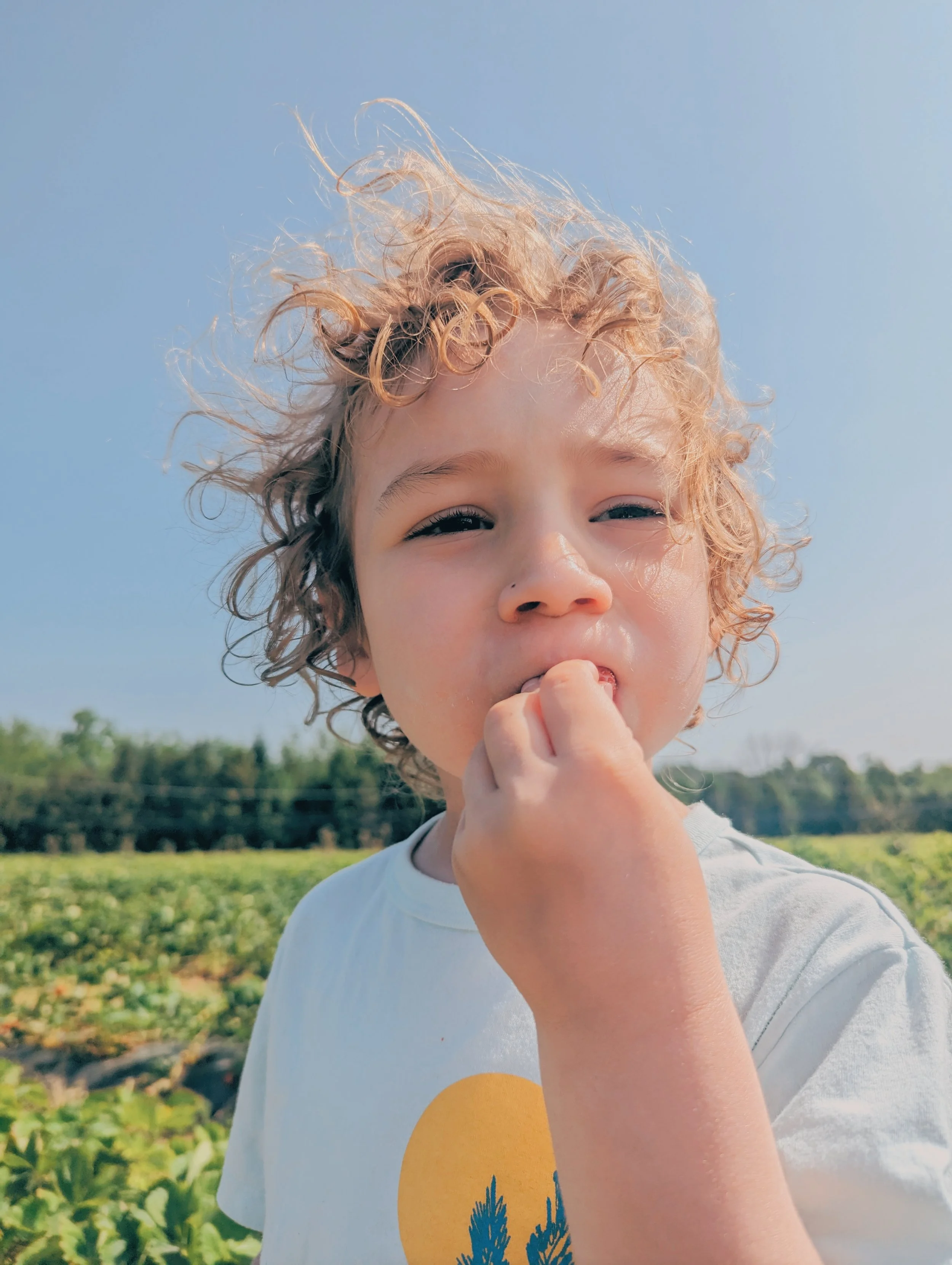 child eating a fresh strawberry at the farm
