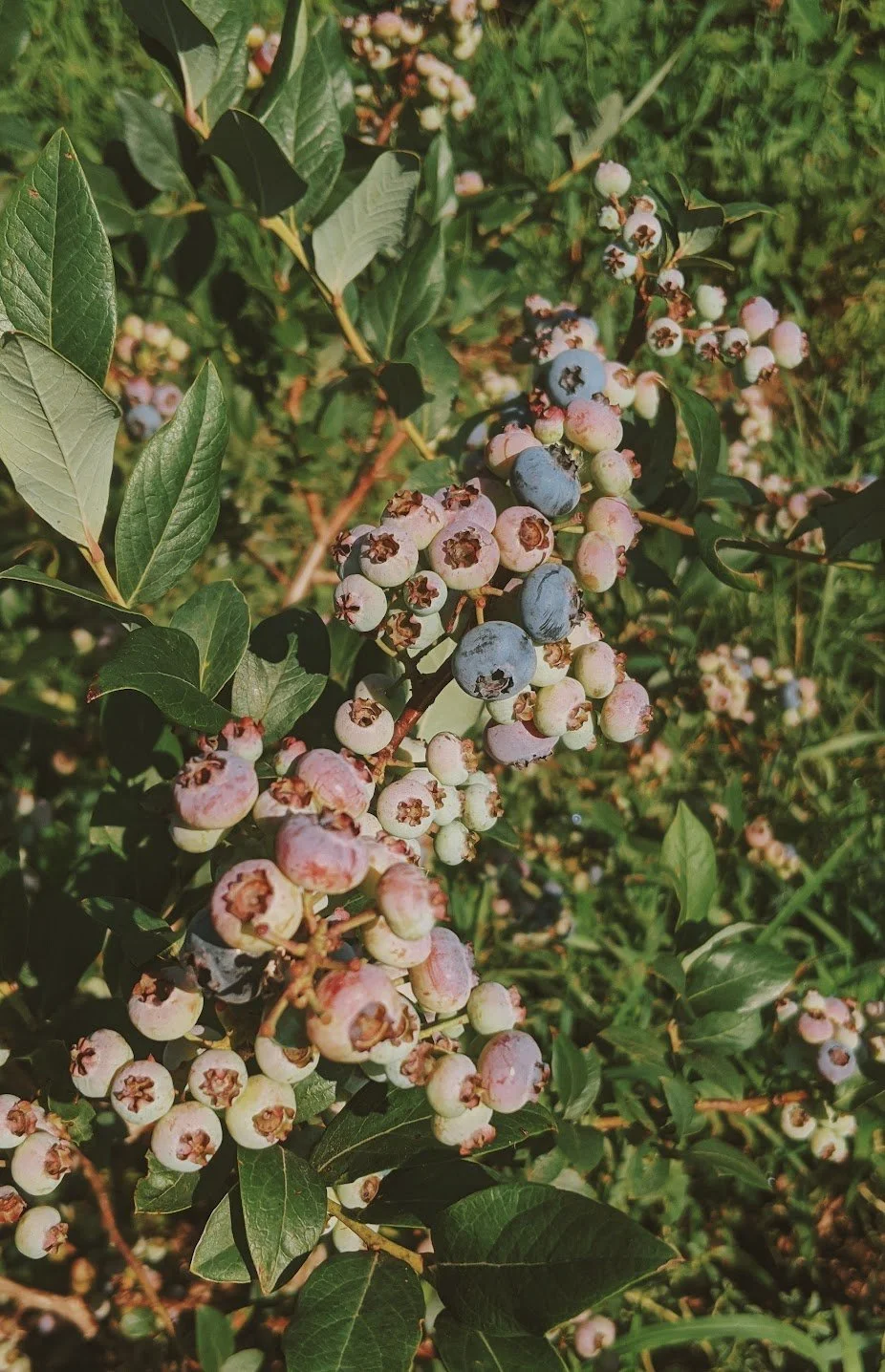 2020-08-12 12.13.52 1.jpg