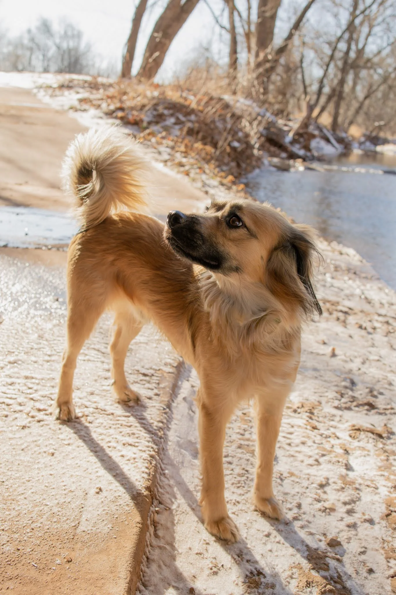 A fluffy, light brown dog with darker facial markings standing on a sandy path near a river, with leafless trees in the background during winter.