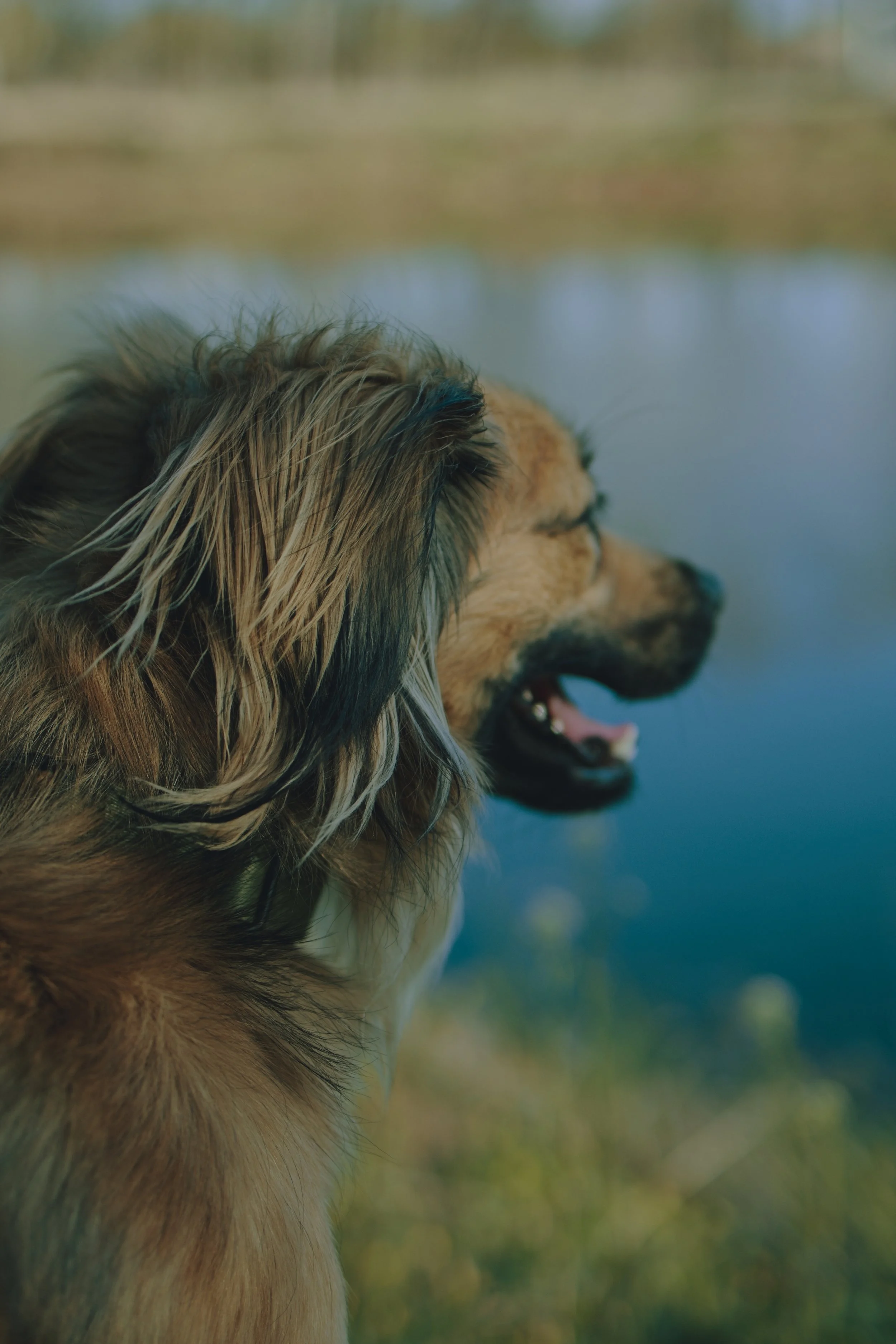 Close-up side view of a dog looking at a body of water outdoors during daytime in Somerville, NJ