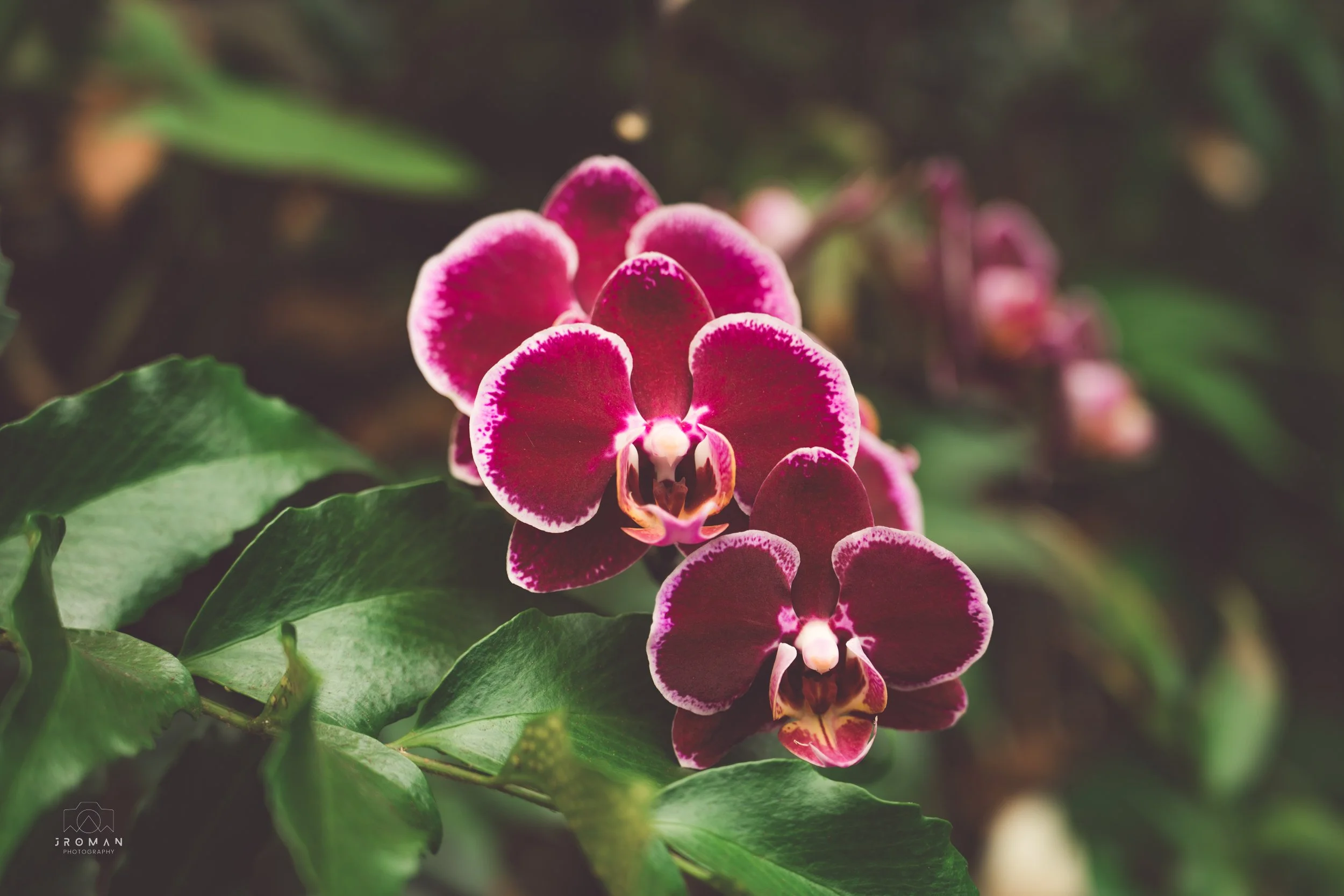 Close-up of a cluster of pink orchids with white edges and green leaves in the background.
