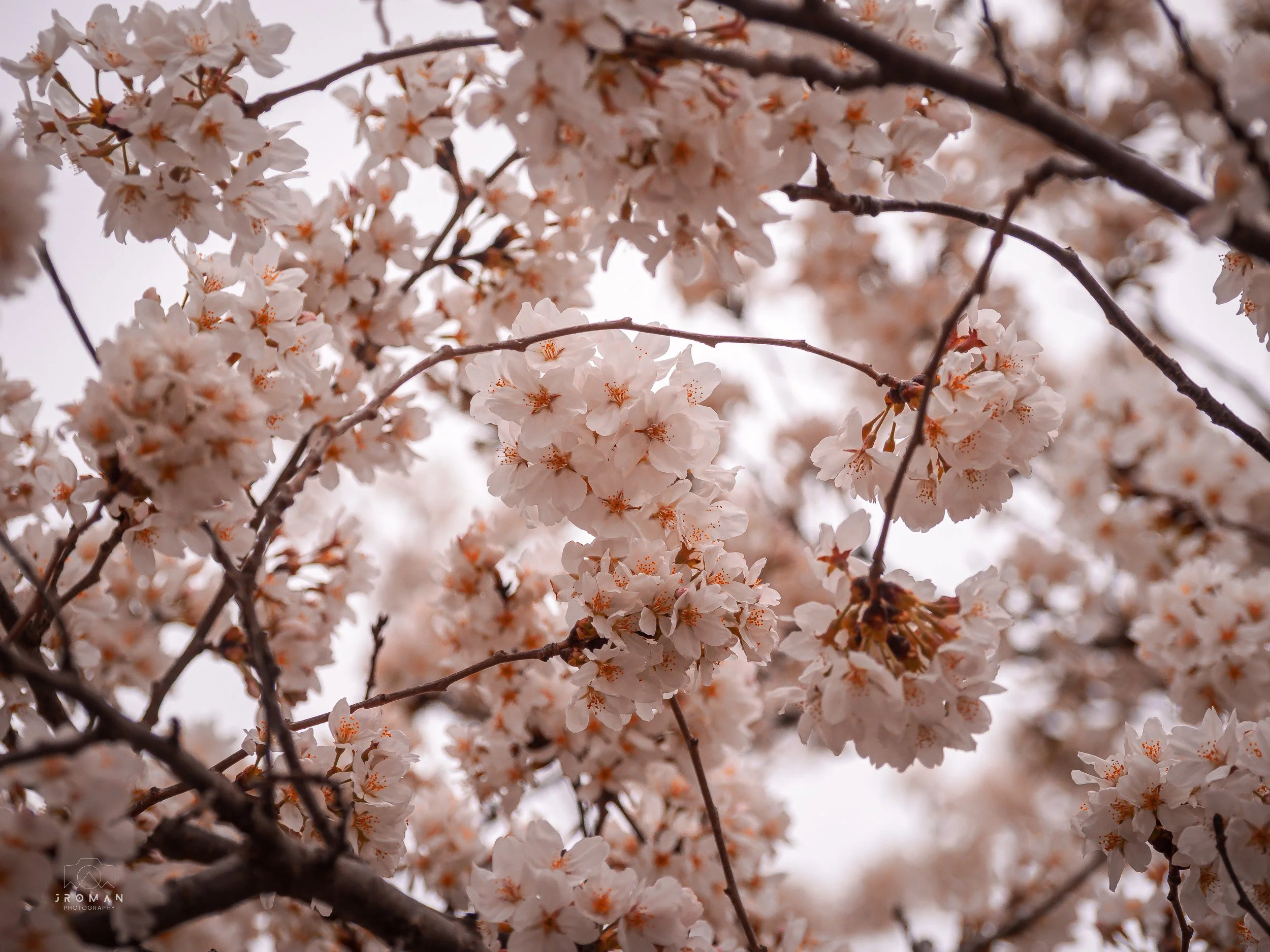 Close-up of cherry blossom branches with pale pink flowers against an overcast sky.