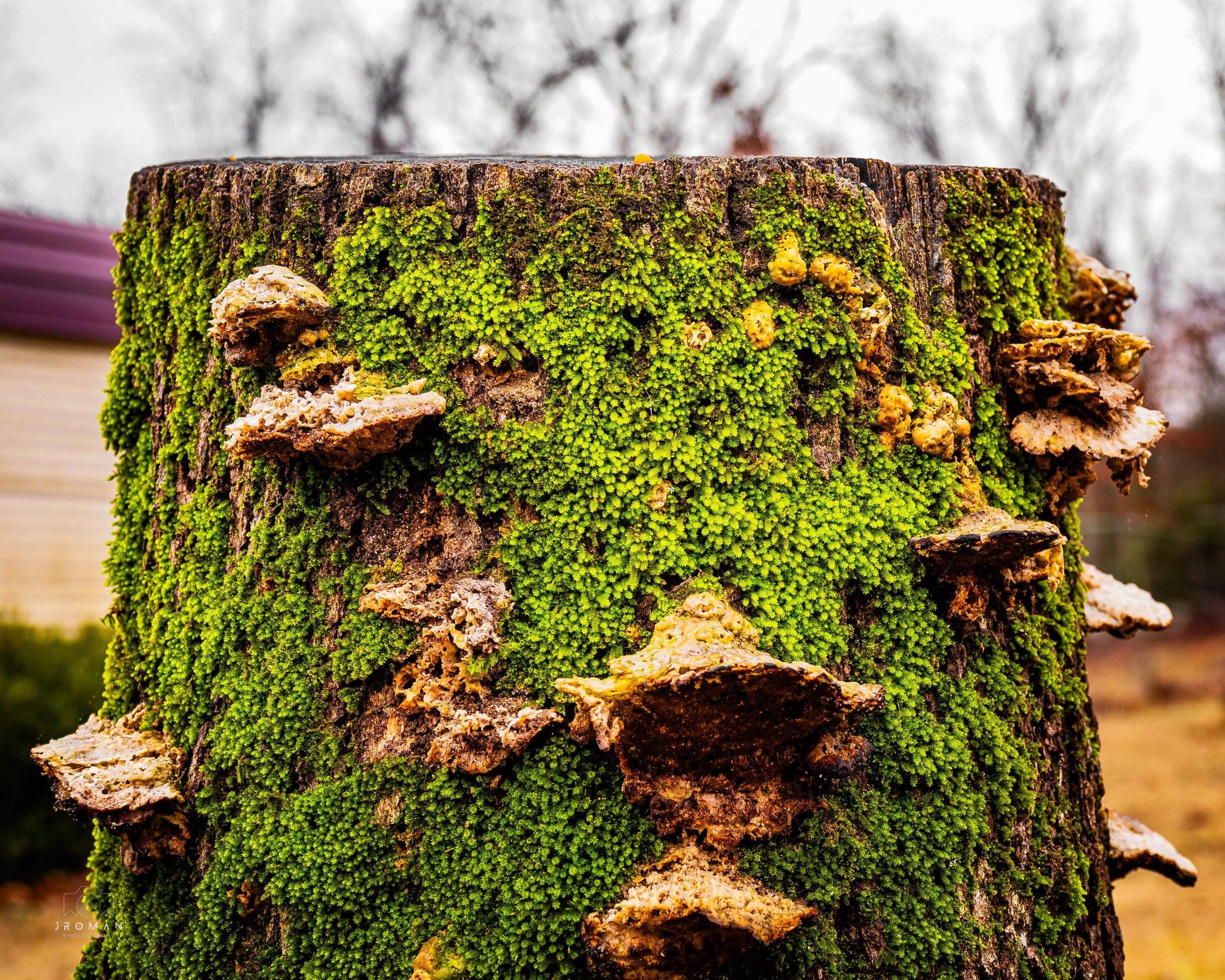 Close-up of a moss-covered tree trunk with fungi growing on it.