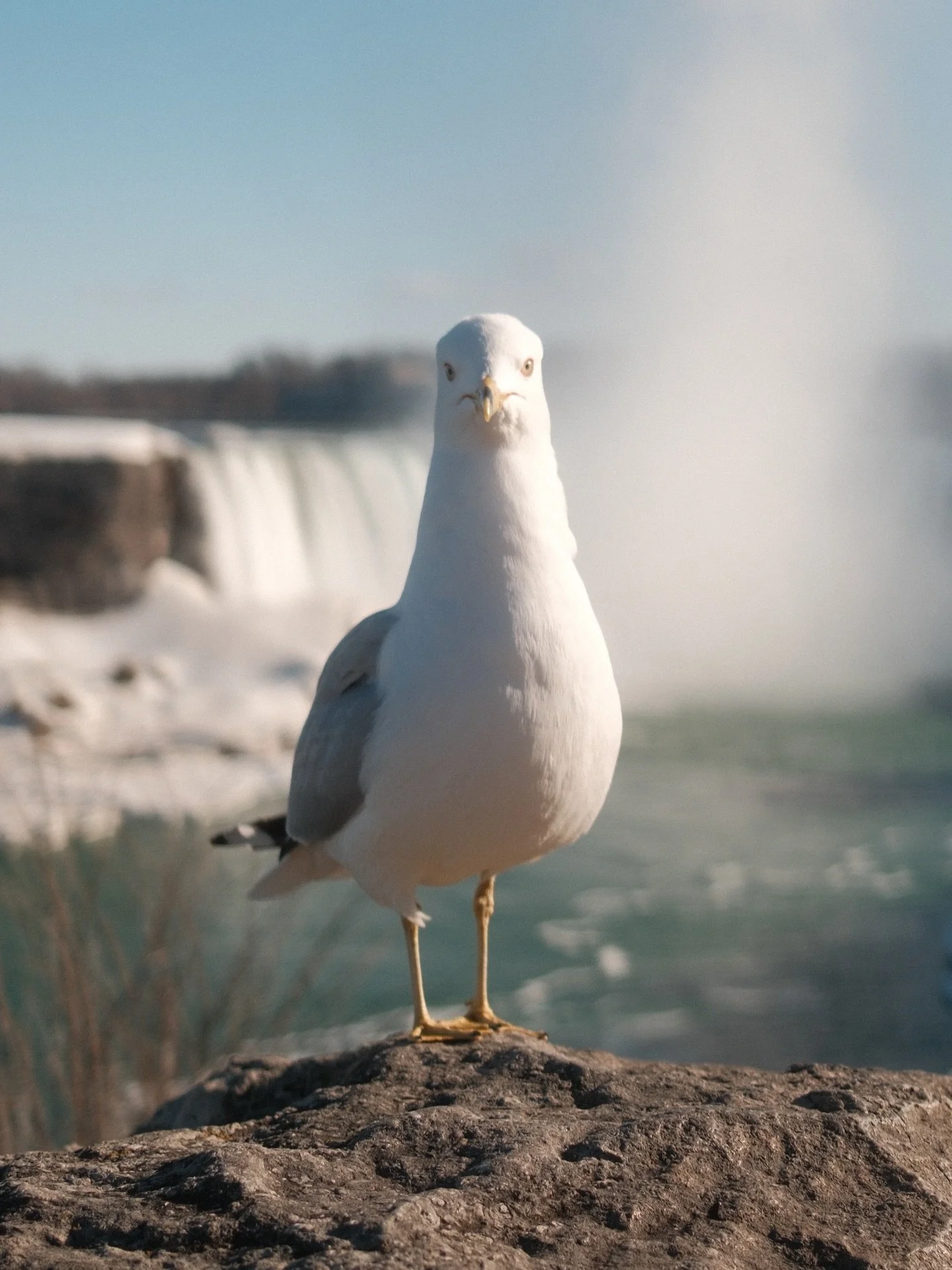 Fowl photobomb
#niagarafallsontario #fujifilmx100vi #canada #seagull #lifer