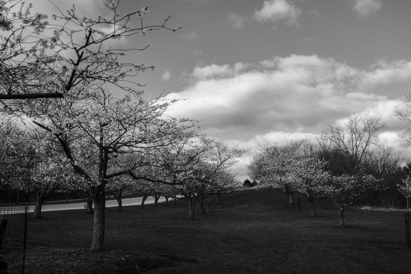 Blossoms
#blackandwhite #monochrome #cherryblossoms #thelandunfiltered #forestcitycollective