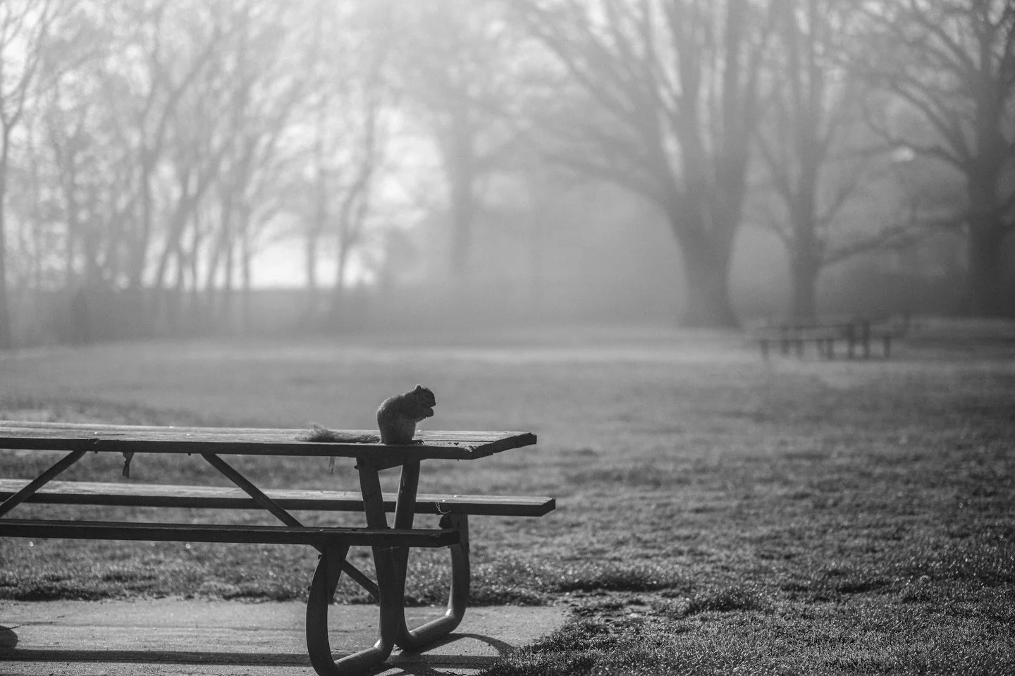 Foggy morning breakfast
#blackandwhite #monochrome #fog #thelandunfiltered #forestcitycollective