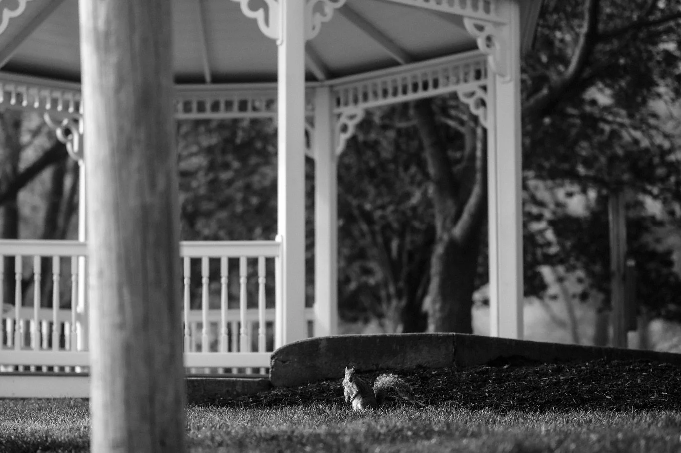 Happy Earth Day
#earthday #blackandwhite #monochrome #forestcitycollective #thelandunfiltered