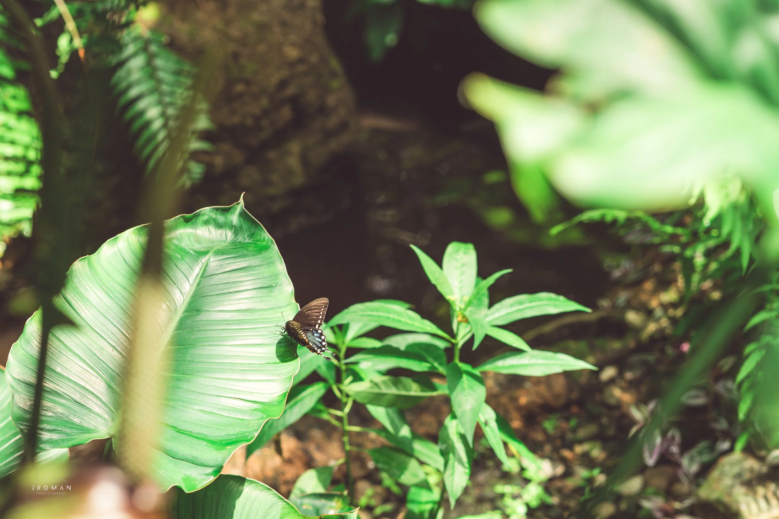Close-up of a lush green tropical plant with large leaves, with a butterfly resting on one of the leaves, in a dense jungle setting.