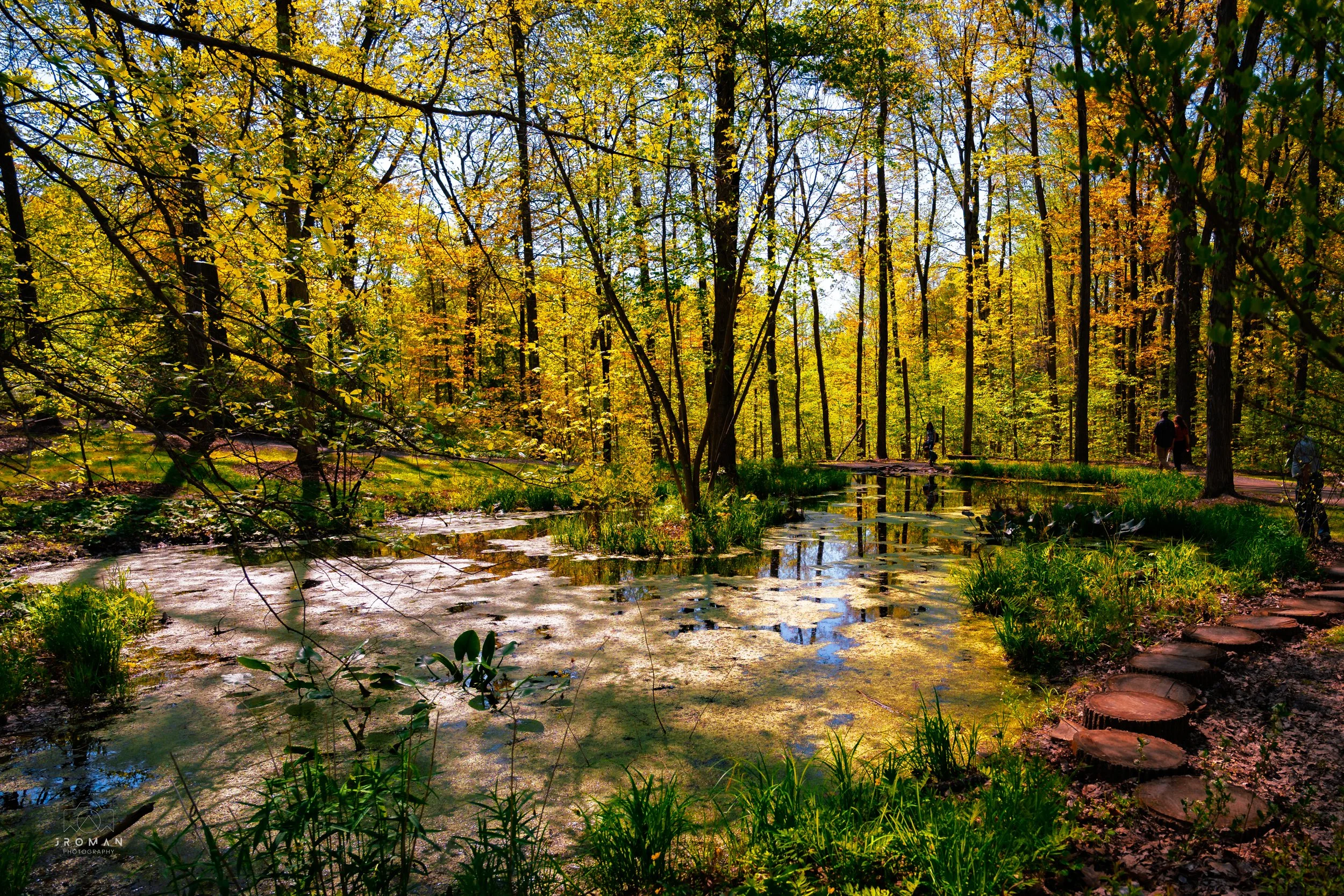 A forest scene in autumn with tall trees, yellow and orange leaves, a small pond with floating lily pads, and a dirt path with wooden stepping stones. There are a few people walking on the path in the background.