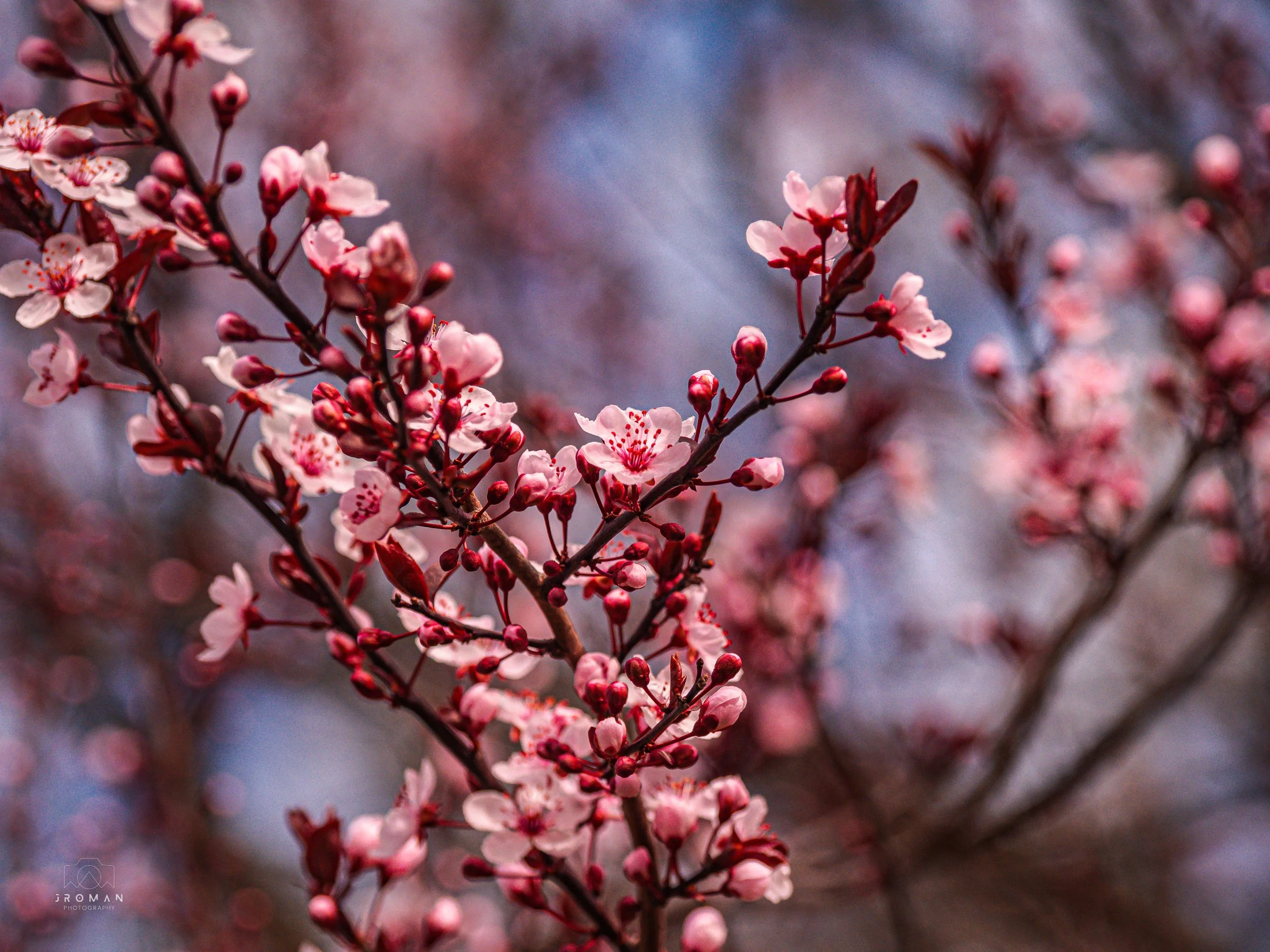 Close-up of pink cherry blossoms on tree branches with blurred background.