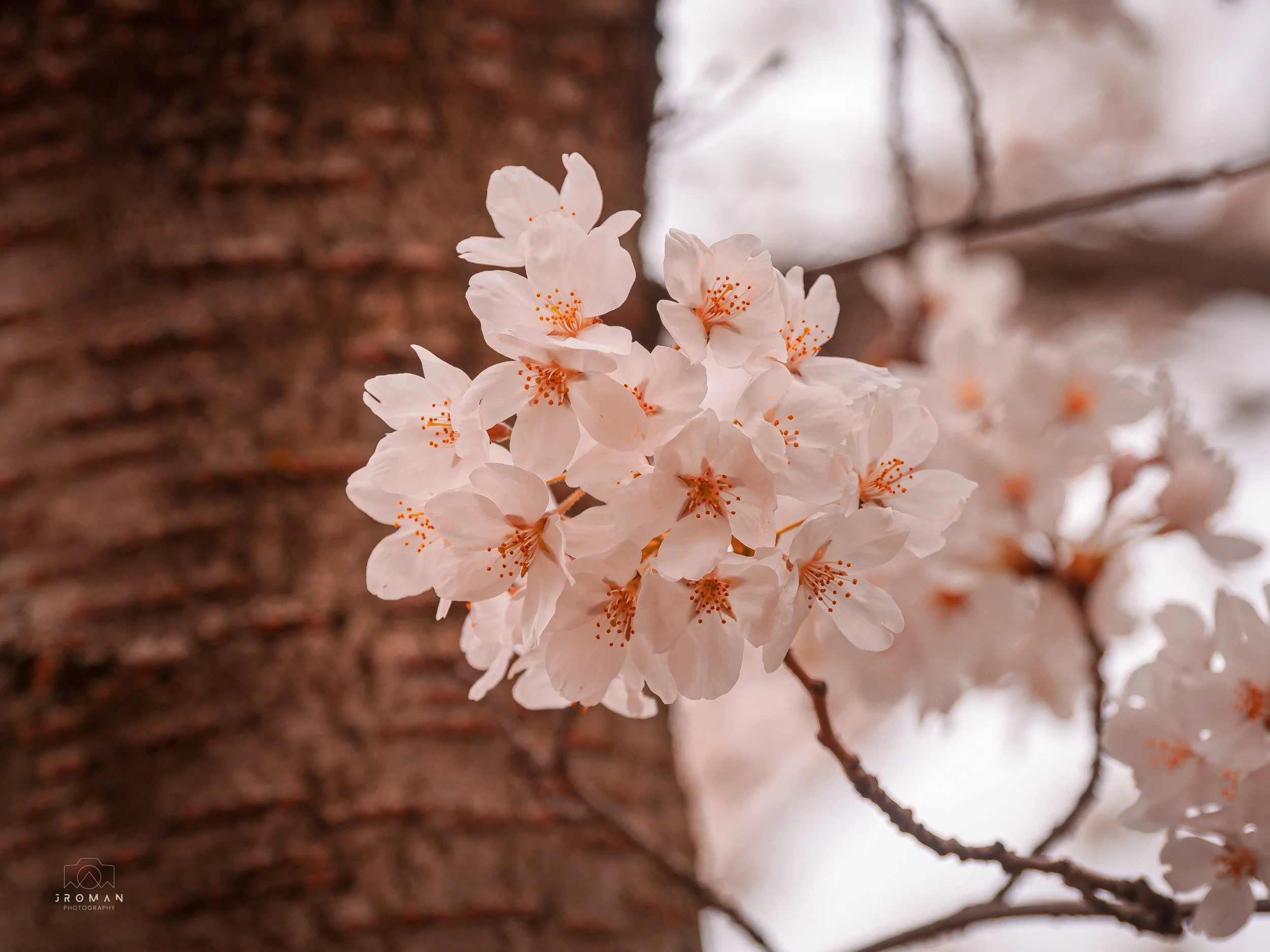 Close-up of light pink cherry blossoms blooming on a branch against a blurred background of a tree trunk and sky.