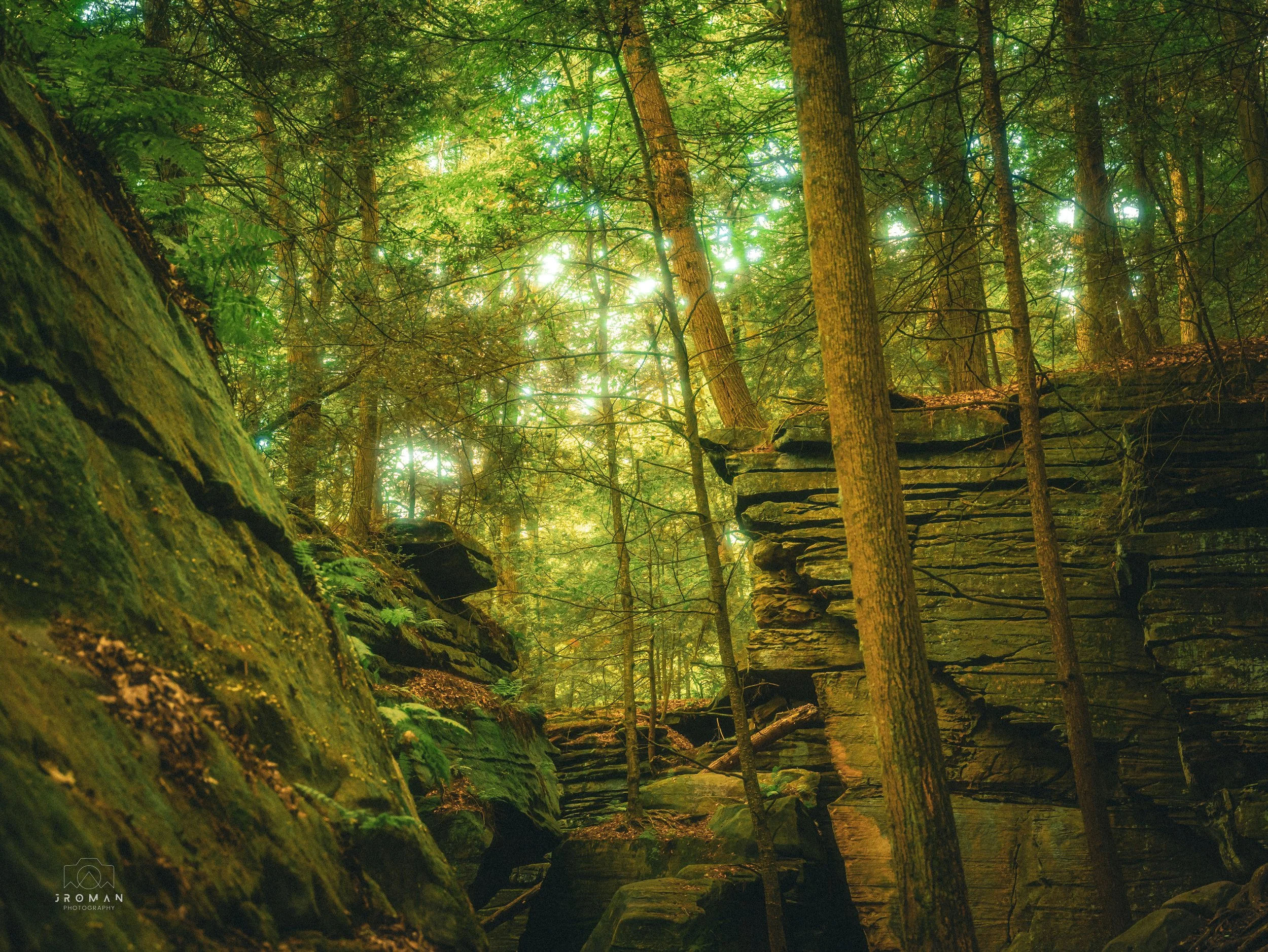 Sunlight filtering through dense green trees in a forest with rocky cliffs and moss-covered boulders.