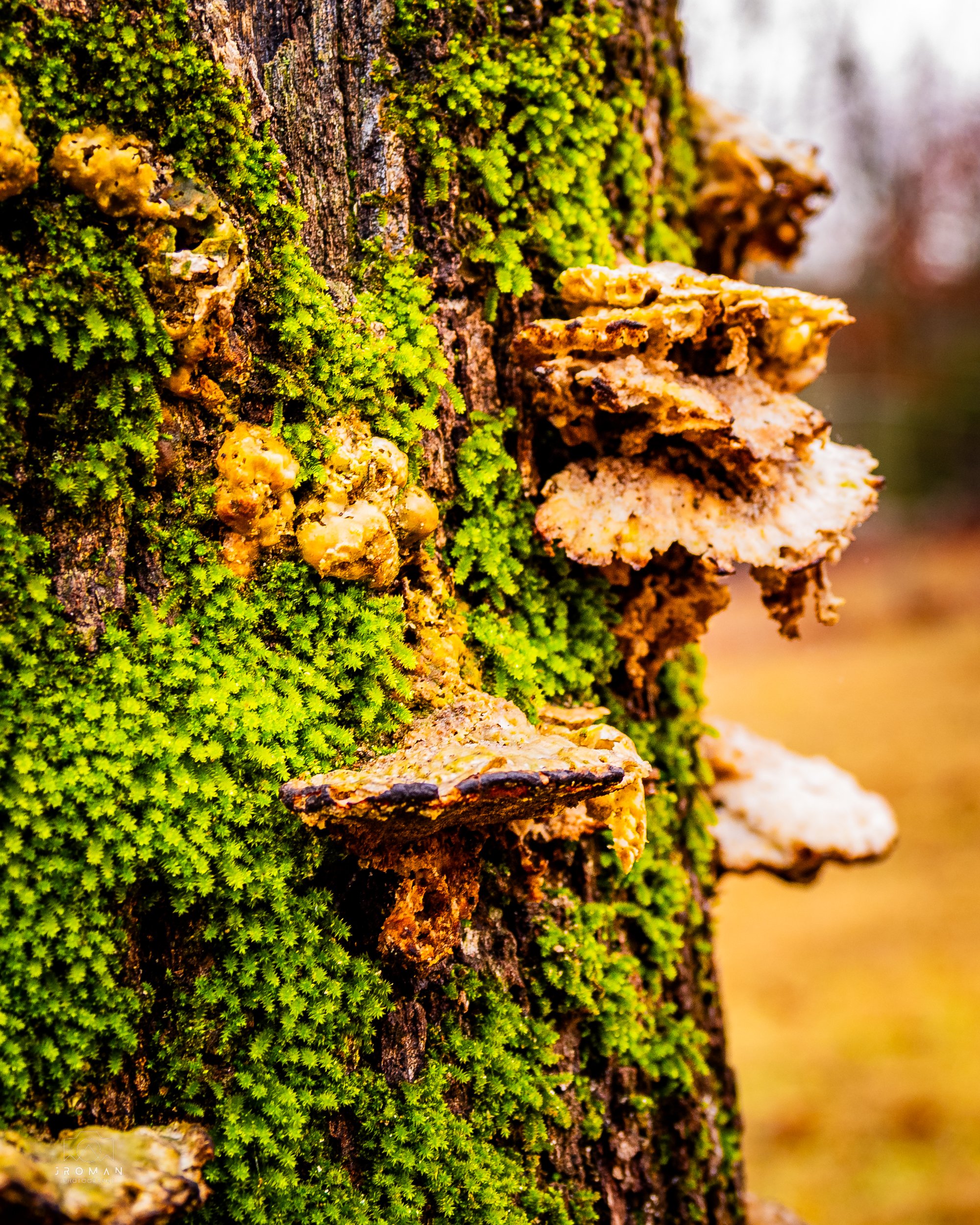 Close-up of a tree trunk with green moss and yellowish fungi growing on its bark.