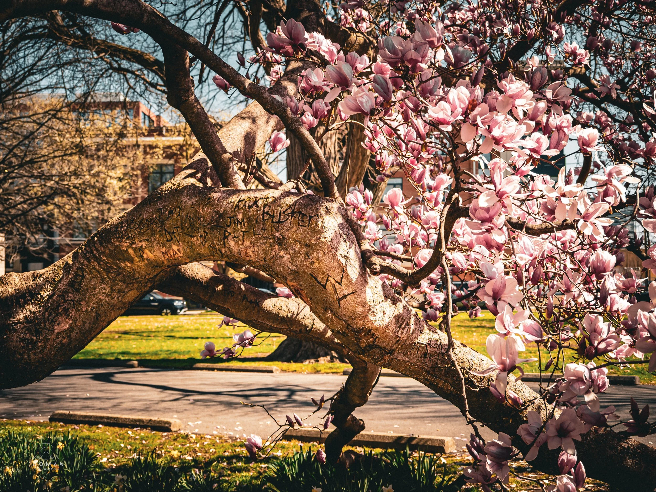 Close-up of a blooming pink magnolia tree in a park, with a city street, cars, and buildings in the background on a sunny day.