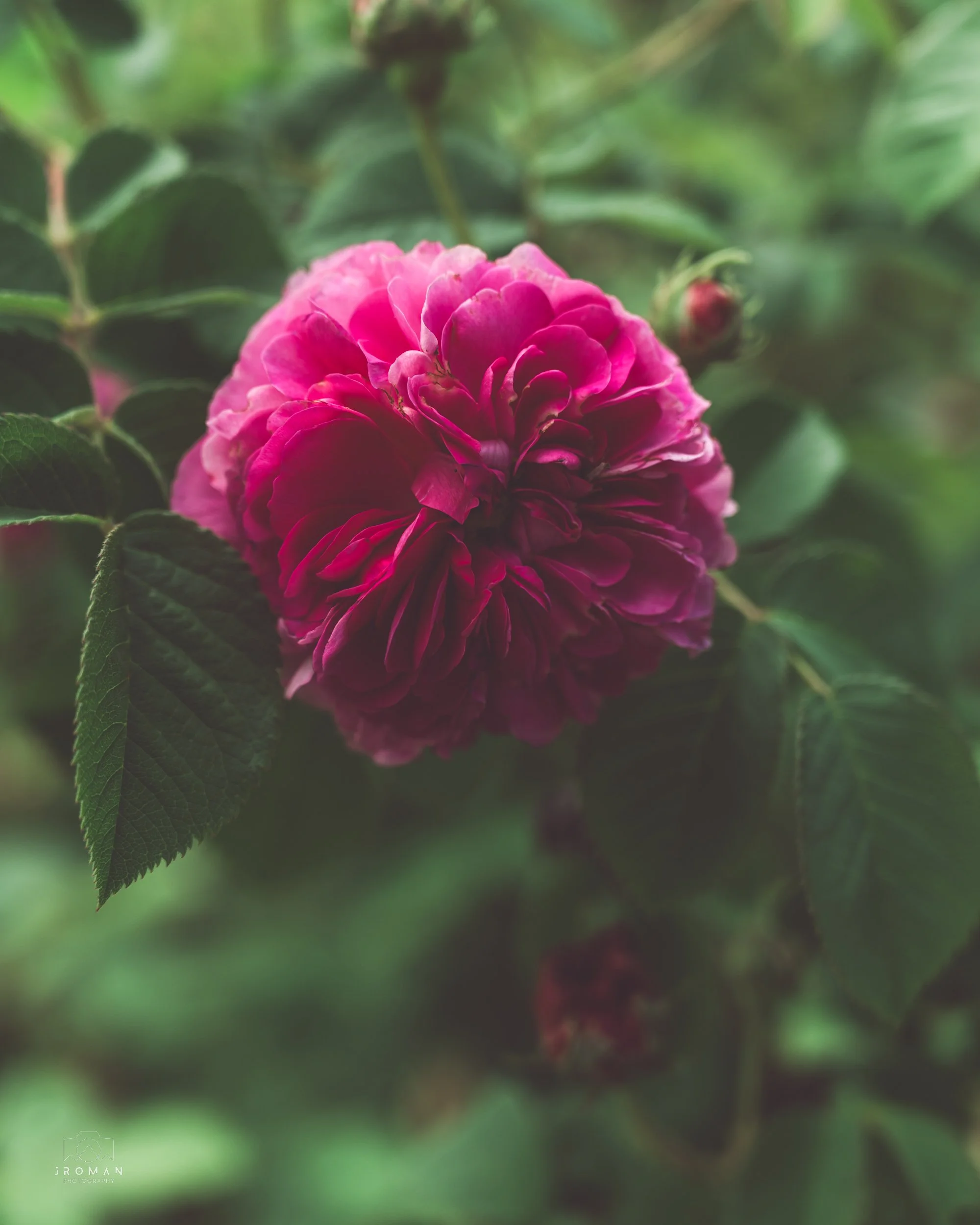 Close-up of a vibrant pink, layered flower with dark green leaves in the background.