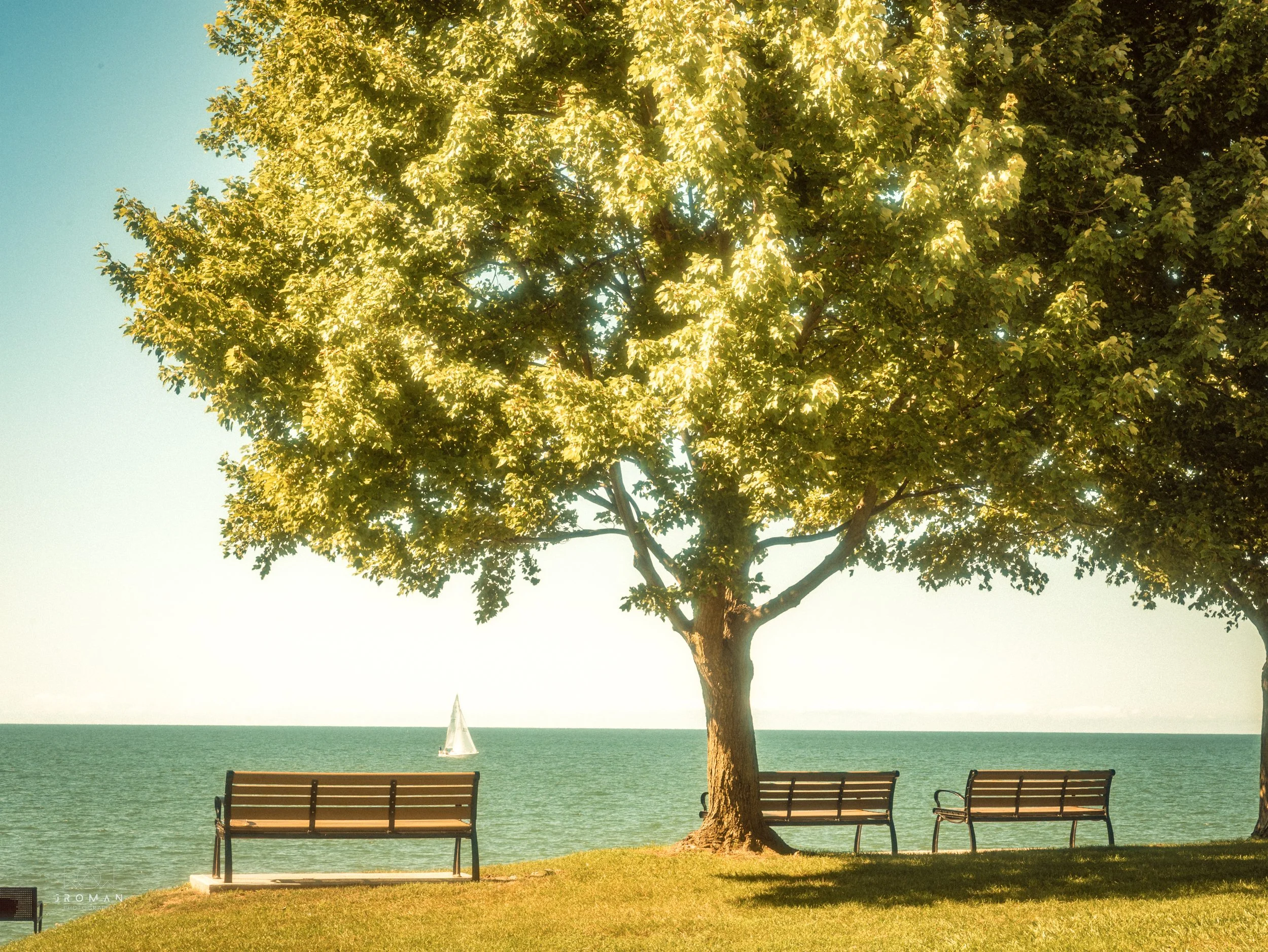 A scenic view of three benches facing a body of water, with a large leafy tree in the center. In the background, there is a sailboat on the water, and the sky is clear and bright.