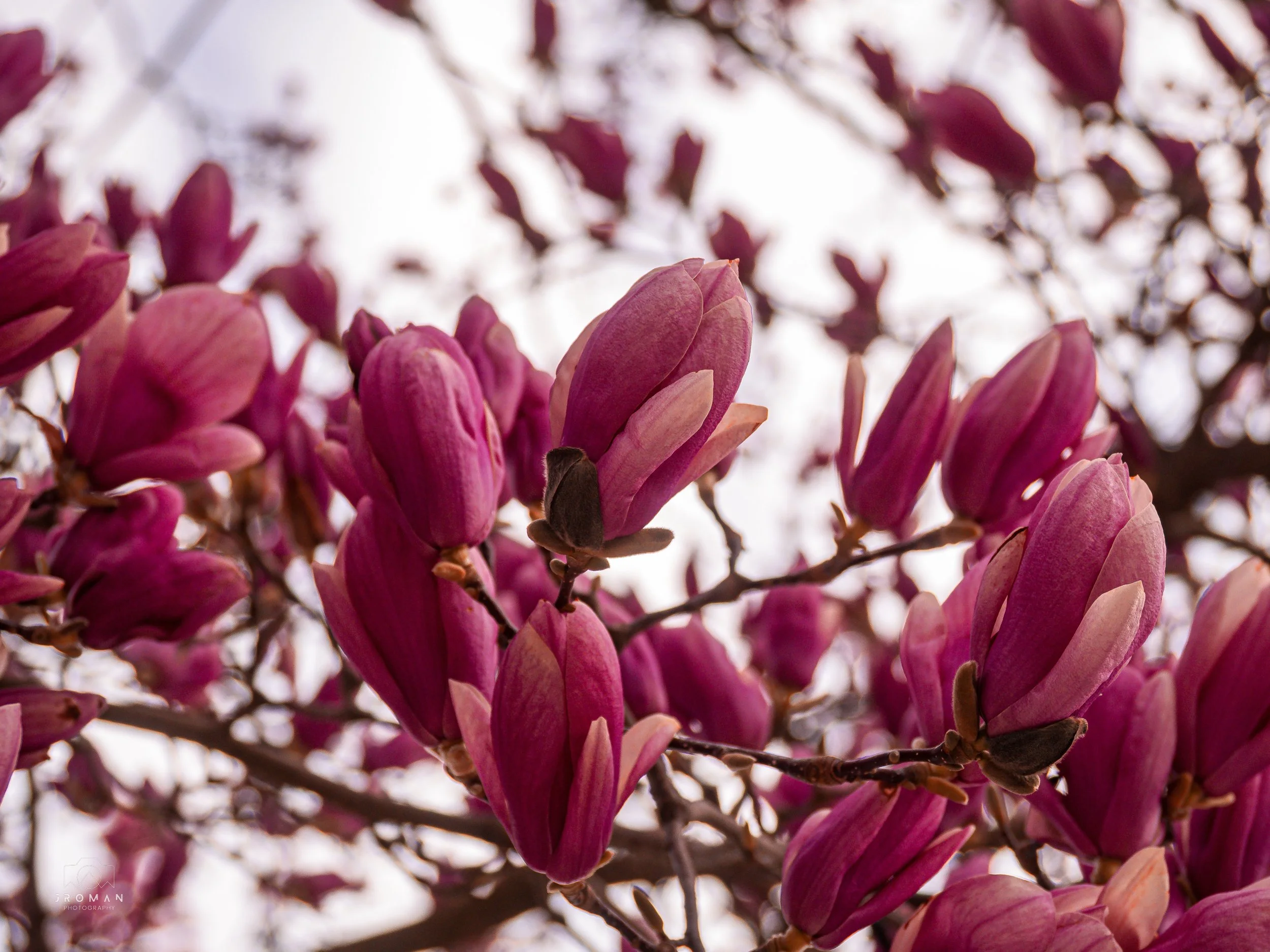 Close-up of pink magnolia flowers on tree branches with a blurred sky background.