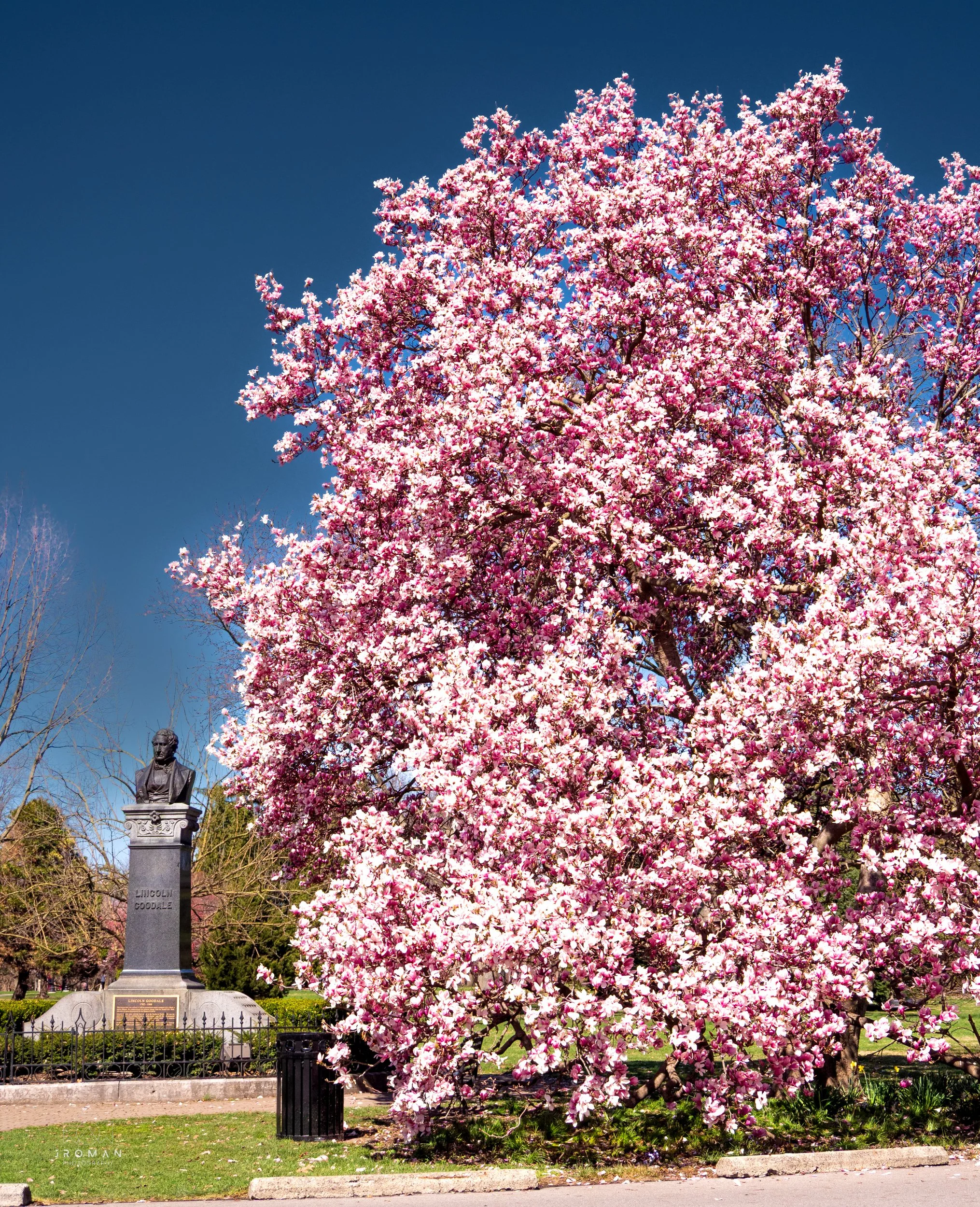 A large blooming pink magnolia tree in a park with a statue of Abraham Lincoln on a pedestal in the background and a clear blue sky.