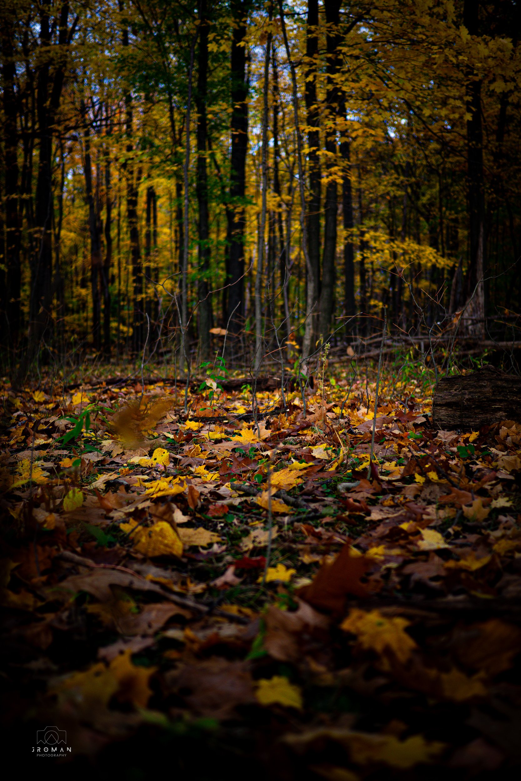 A forest floor covered with fallen autumn leaves with trees in the background displaying fall foliage.