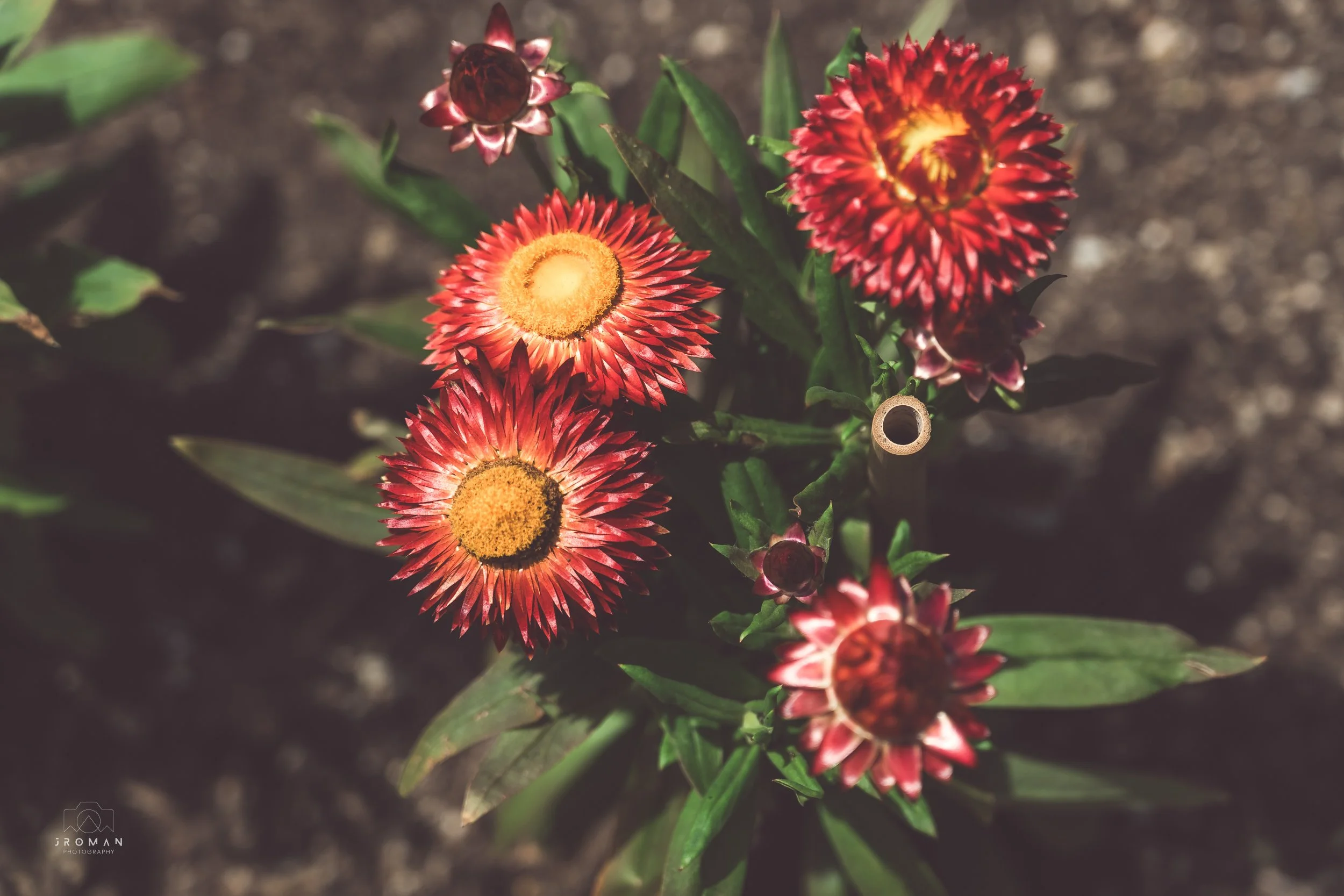 Close-up of red and yellow flowers blooming in dark soil surrounded by green leaves.