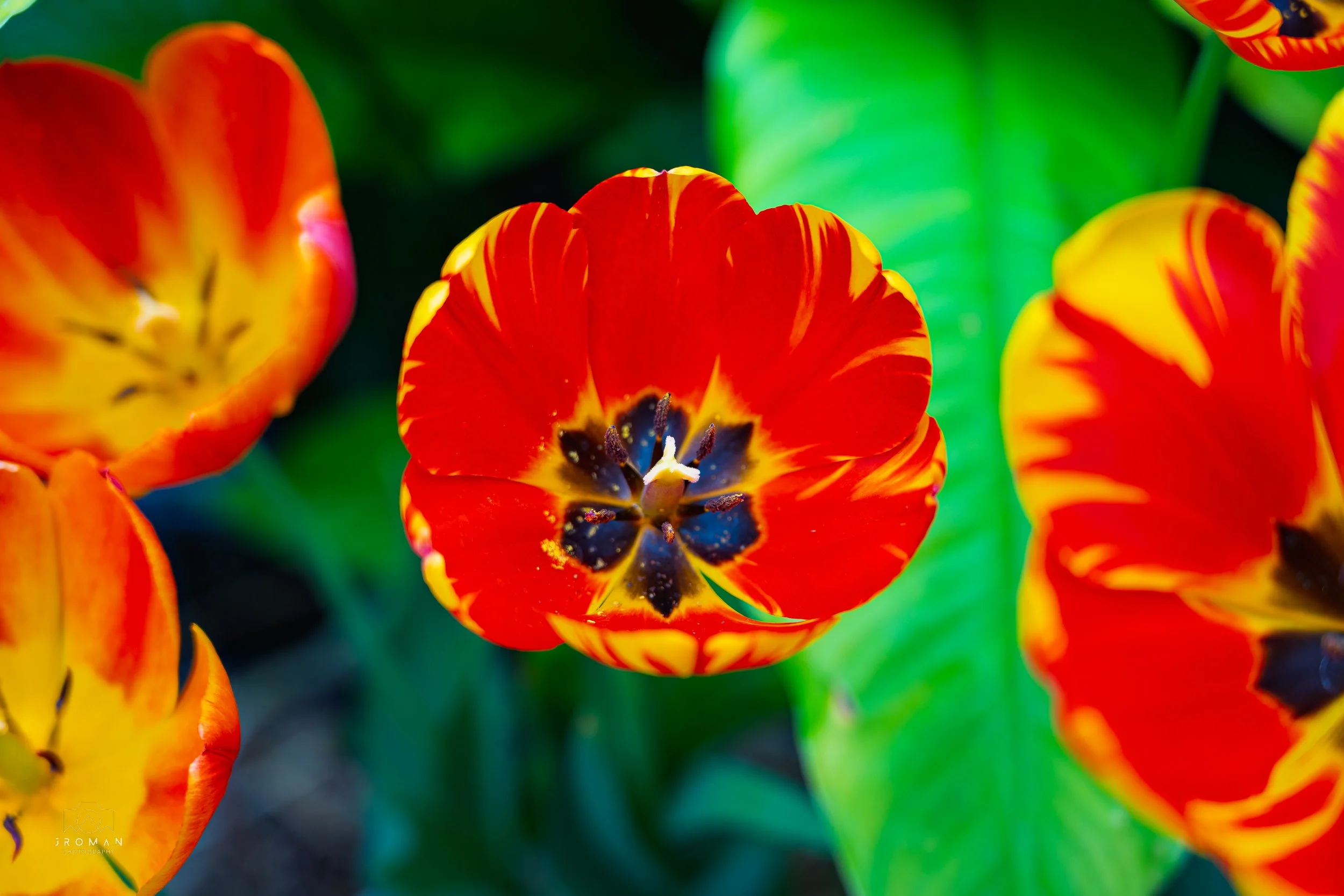 Close-up of vibrant red tulips with yellow edges and dark centers, surrounded by green leaves.