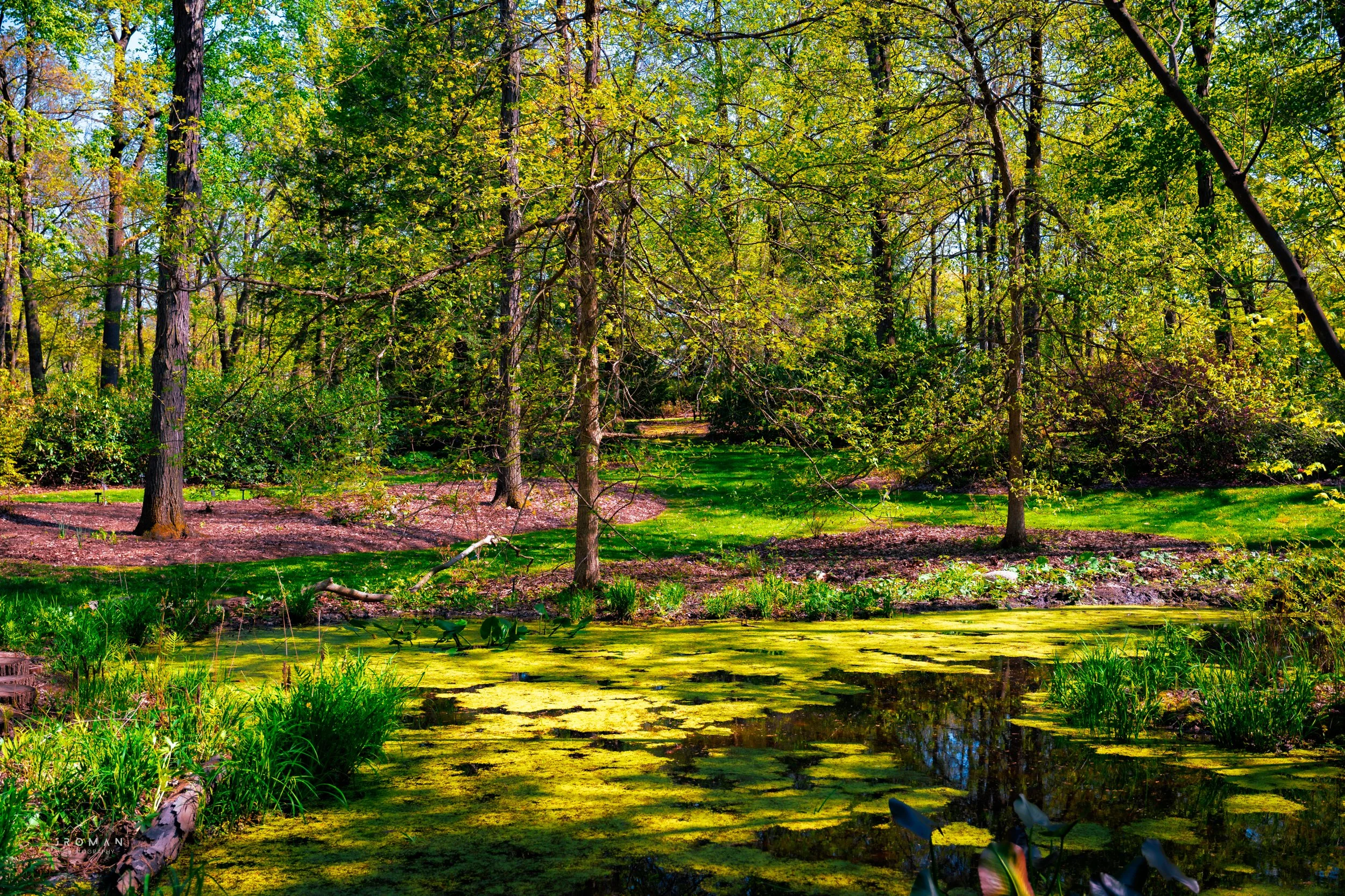 A vibrant forest scene with tall trees, green foliage, and a small pond covered with floating green algae and duckweed, reflecting the trees and sky.