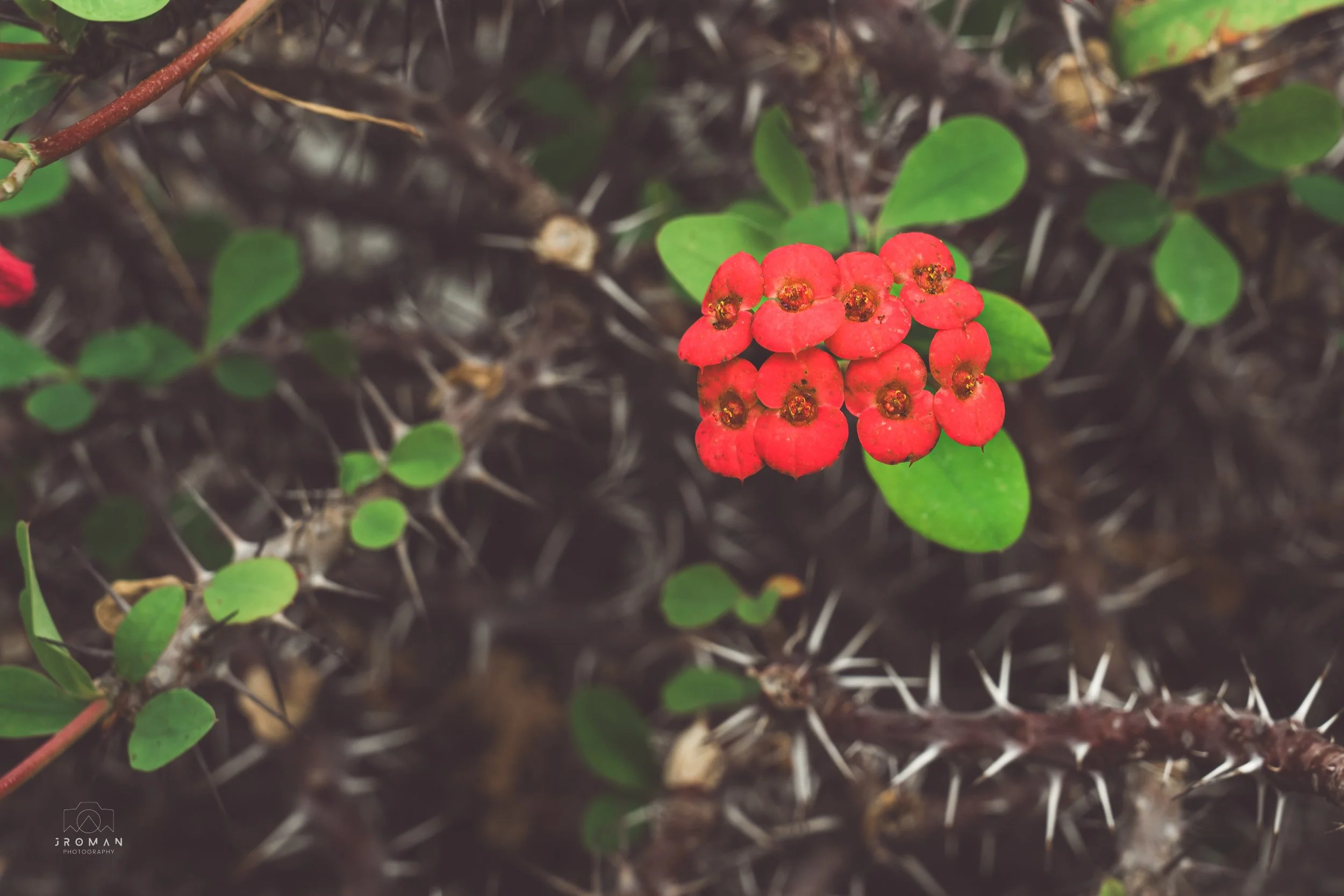 Cluster of small red berries with green leaves and thorny stems in soil.