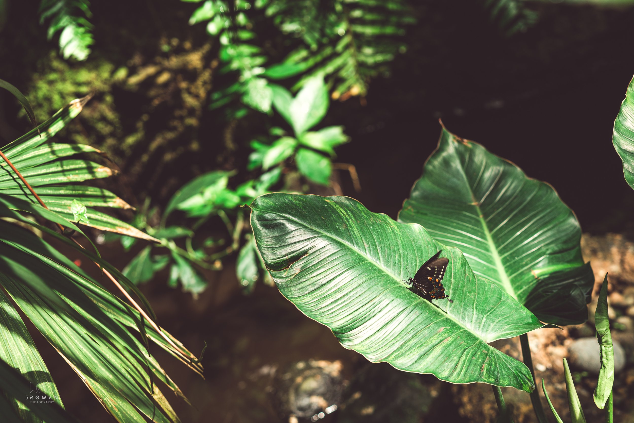 A black butterfly with orange spots perched on a large green leaf in a tropical garden.