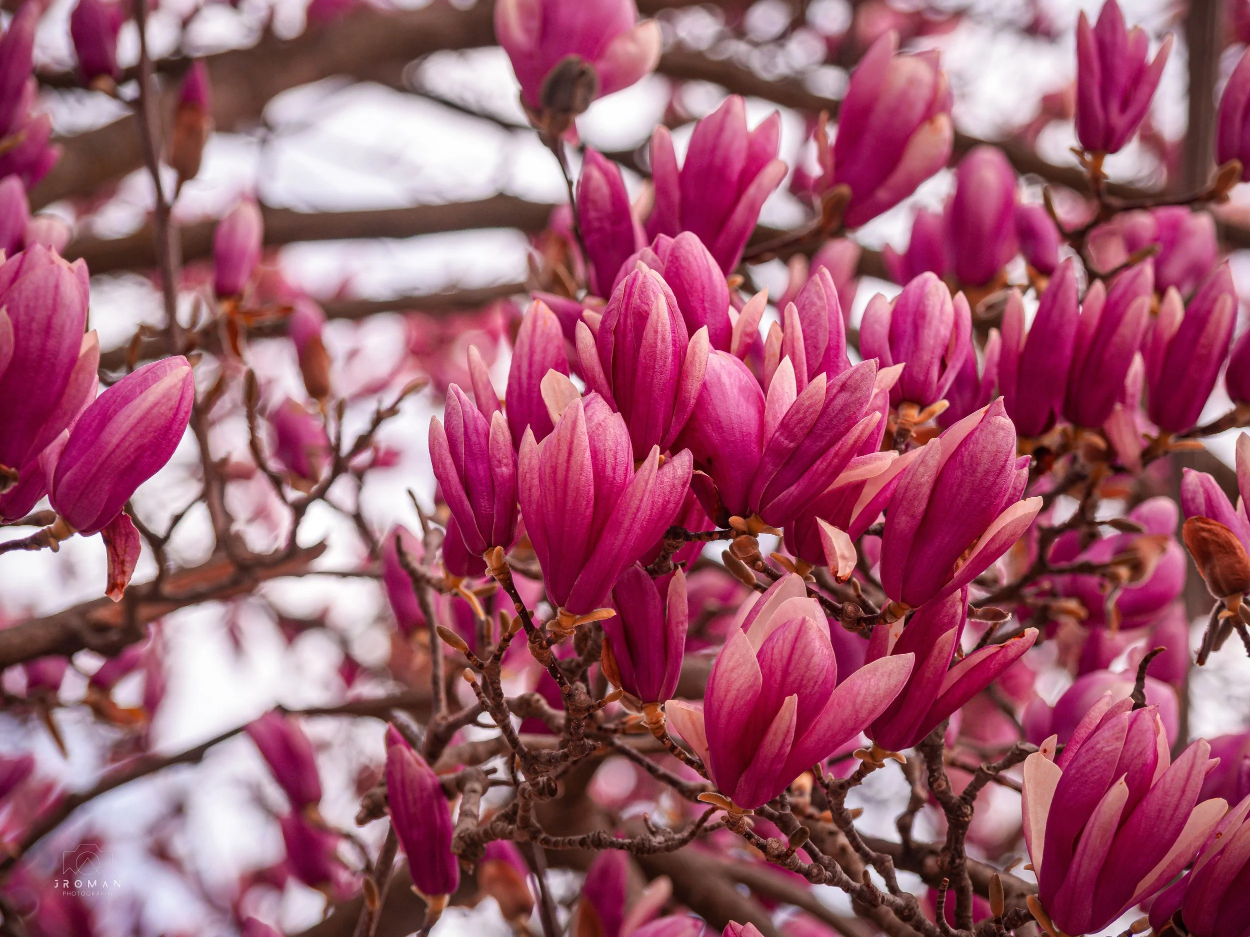 Close-up of pink magnolia blossoms on tree branches.