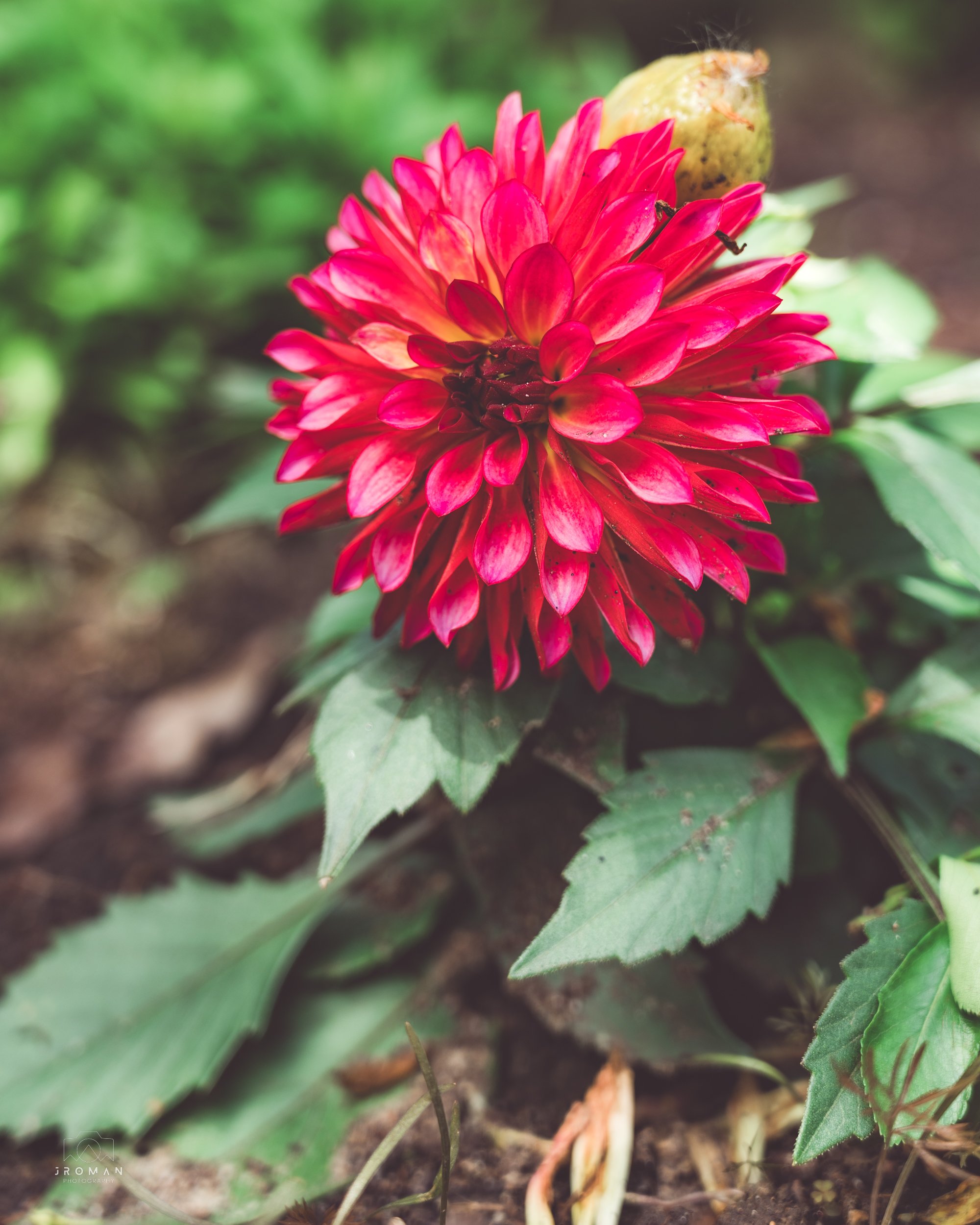 Close-up of a vibrant red dahlia flower blooming in garden soil surrounded by green leaves.