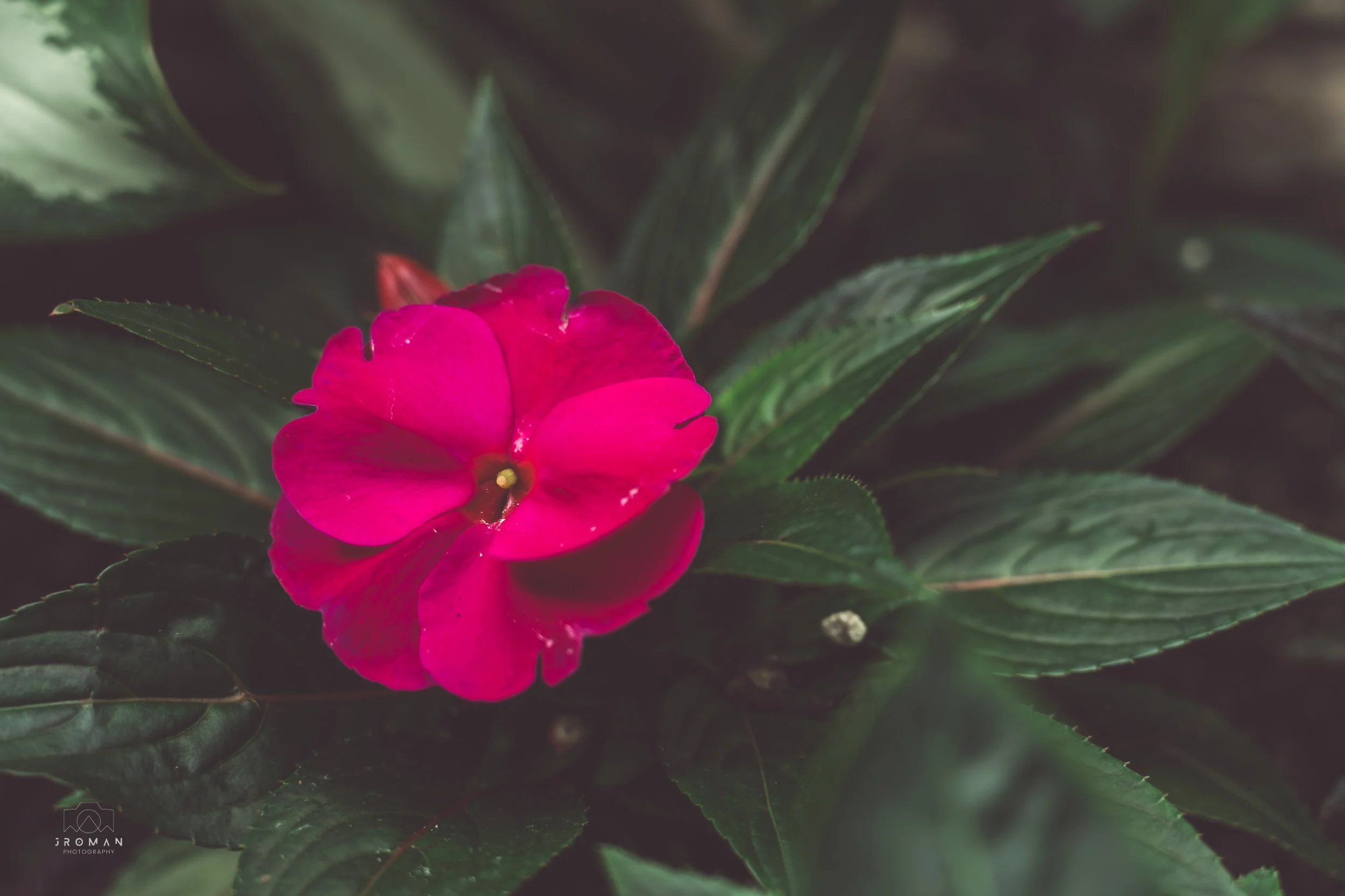 Close-up of a vibrant pink flower with green textured leaves surrounding it.