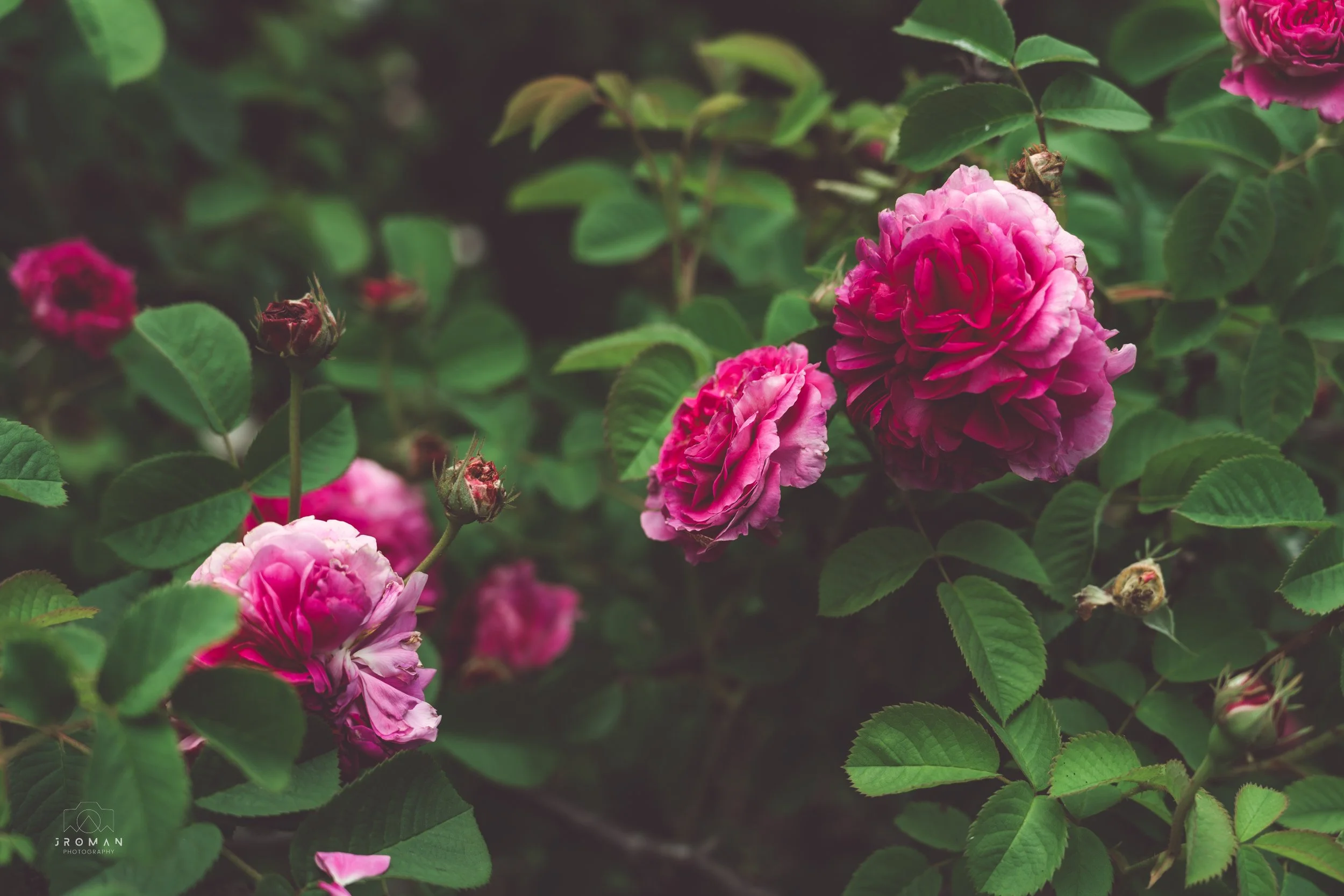 Pink and purple roses blooming on green leafy bushes.
