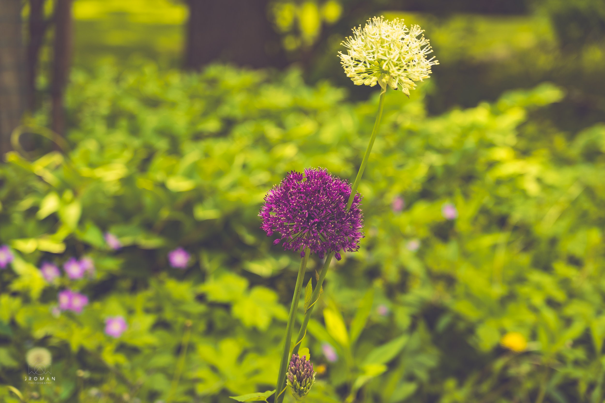 A yellow and purple flowering plant with an out-of-focus green background.
