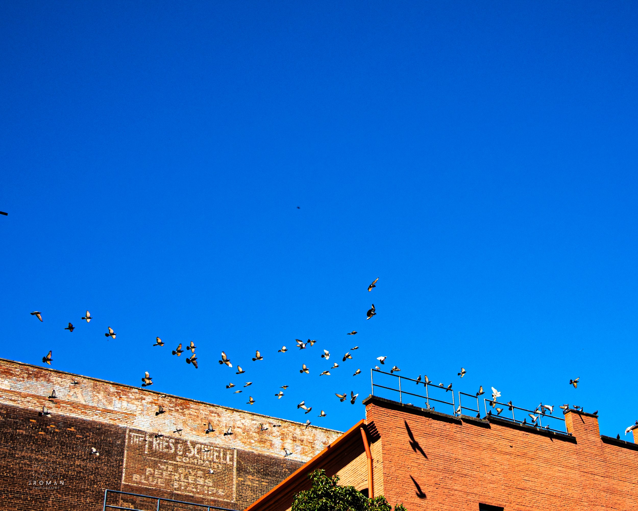 Birds flying above brick buildings against a clear blue sky.