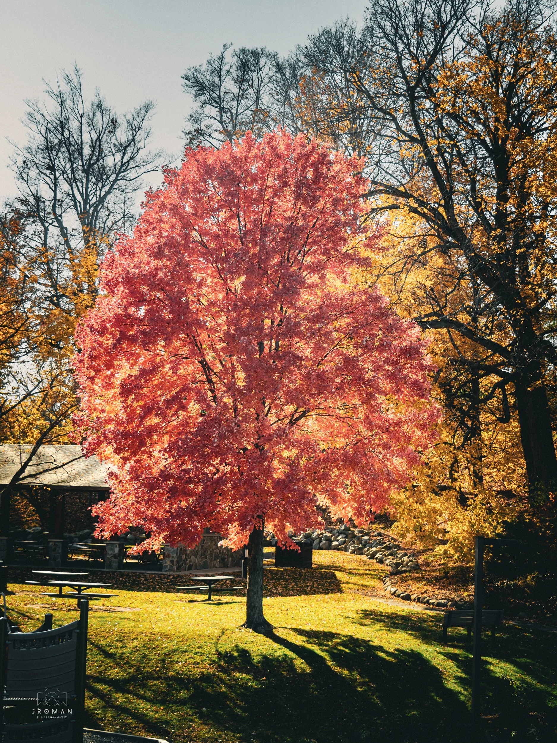 A brightly colored pinkish-red tree during autumn, surrounded by other trees with yellow and bare branches, in a park with picnic tables and a stone wall.