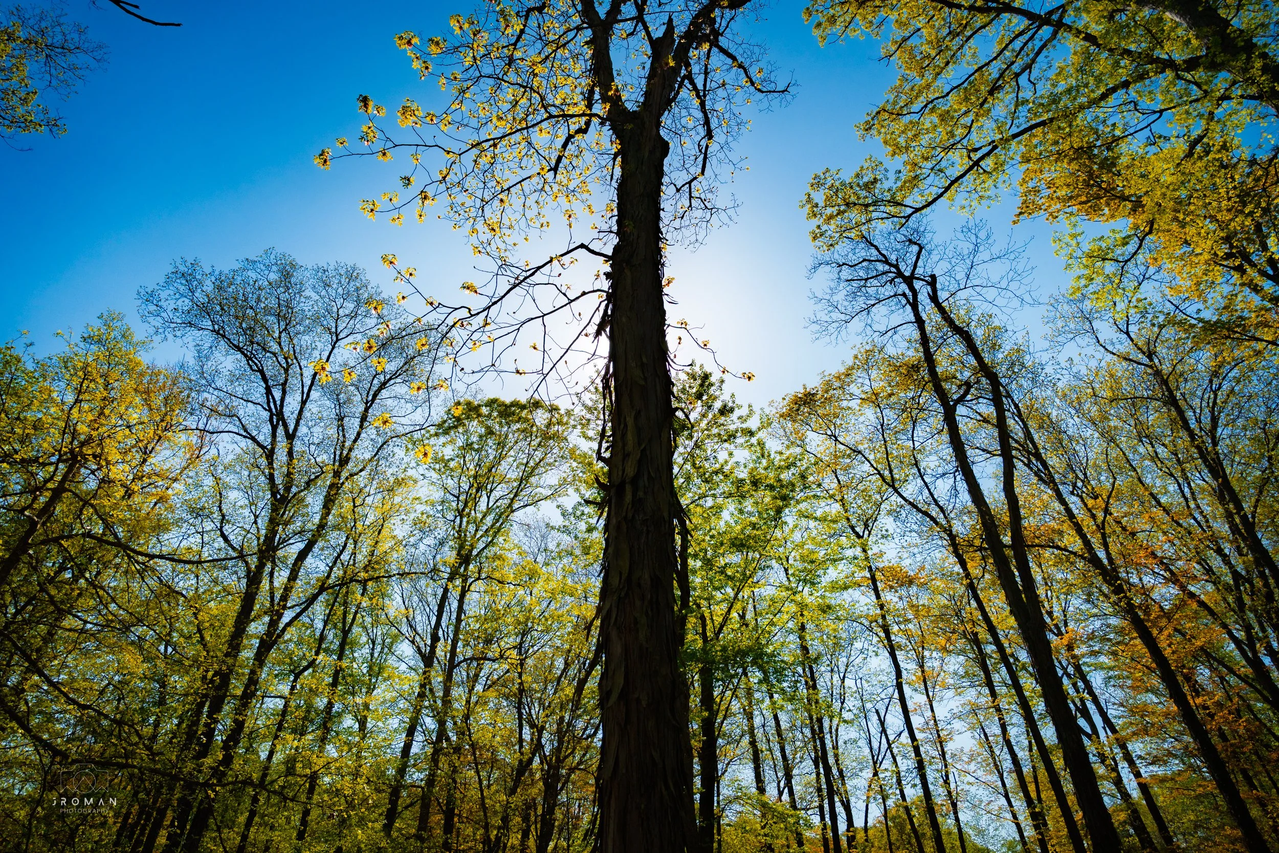Looking up at tall trees in a forest with green and yellow leaves, blue sky, and sunlight filtering through the branches.