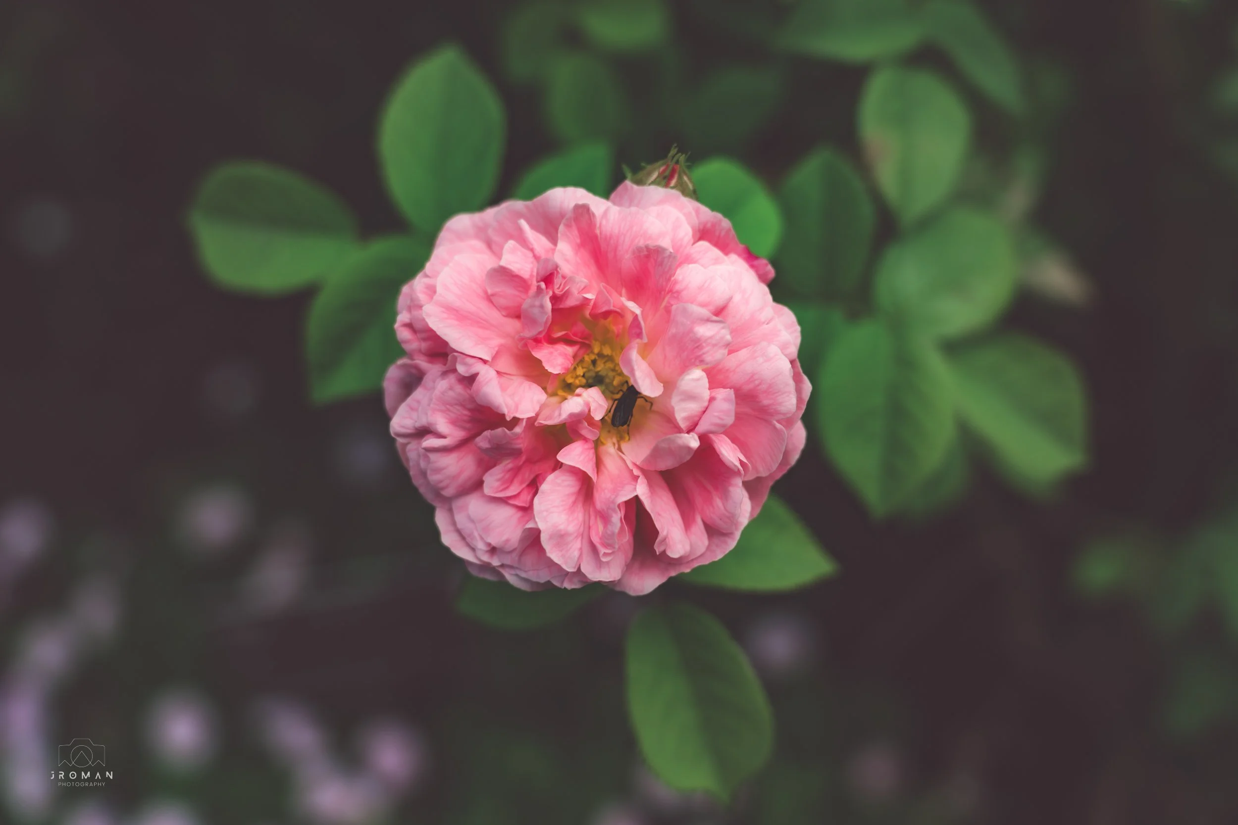 A pink, full-bloomed rose with a small insect on its petals, surrounded by green leaves.