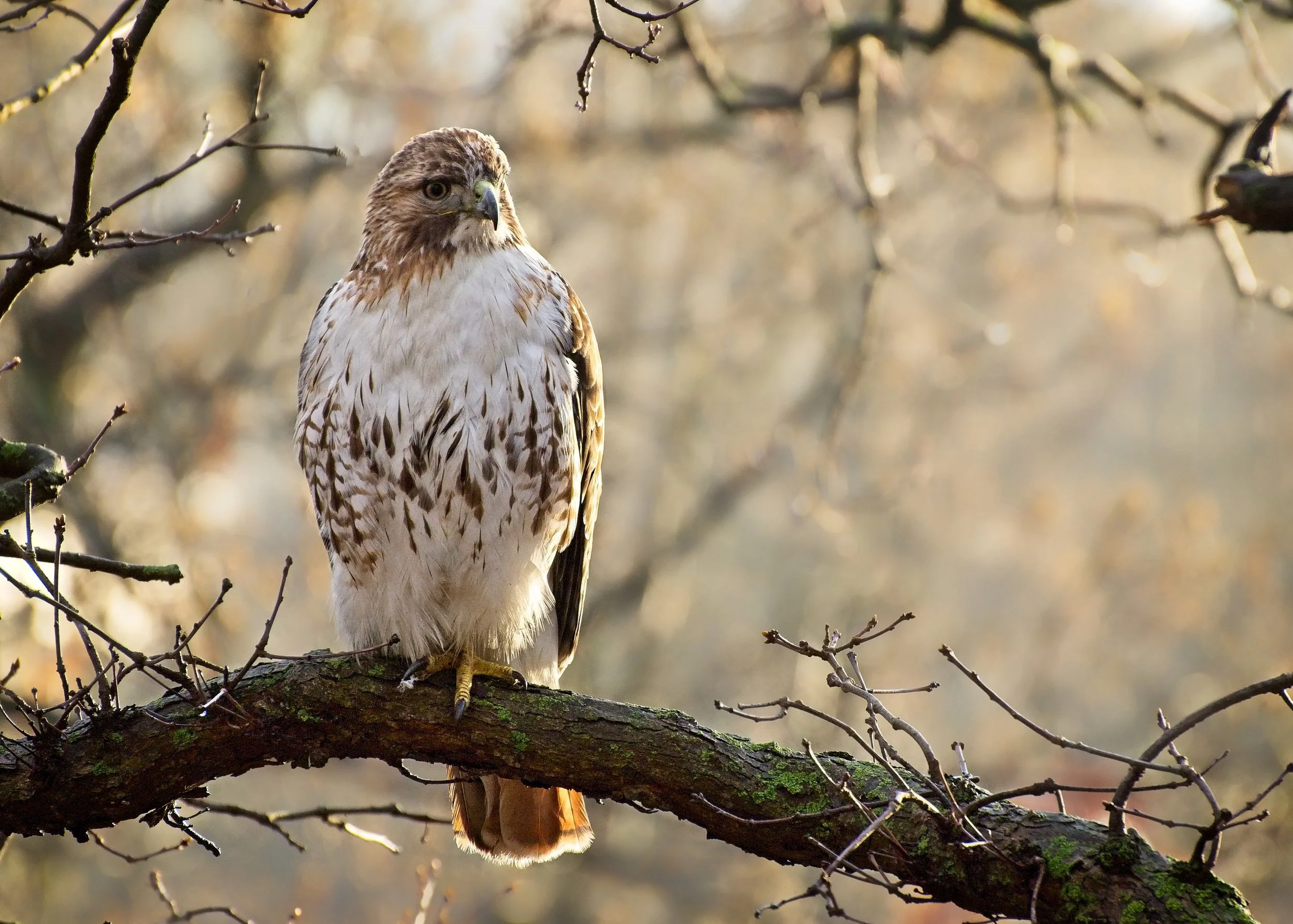 Integration - A New Website 