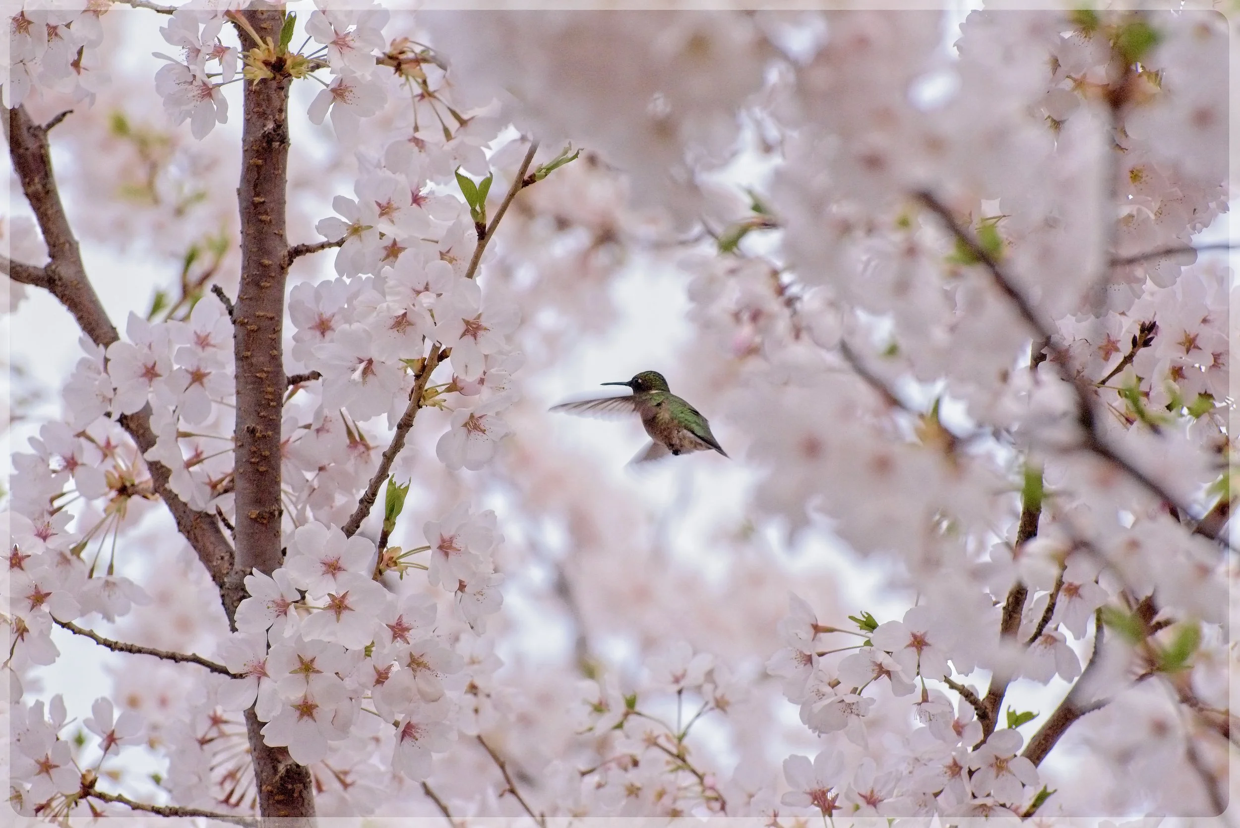A hummingbird hovering near pink cherry blossoms on a tree.