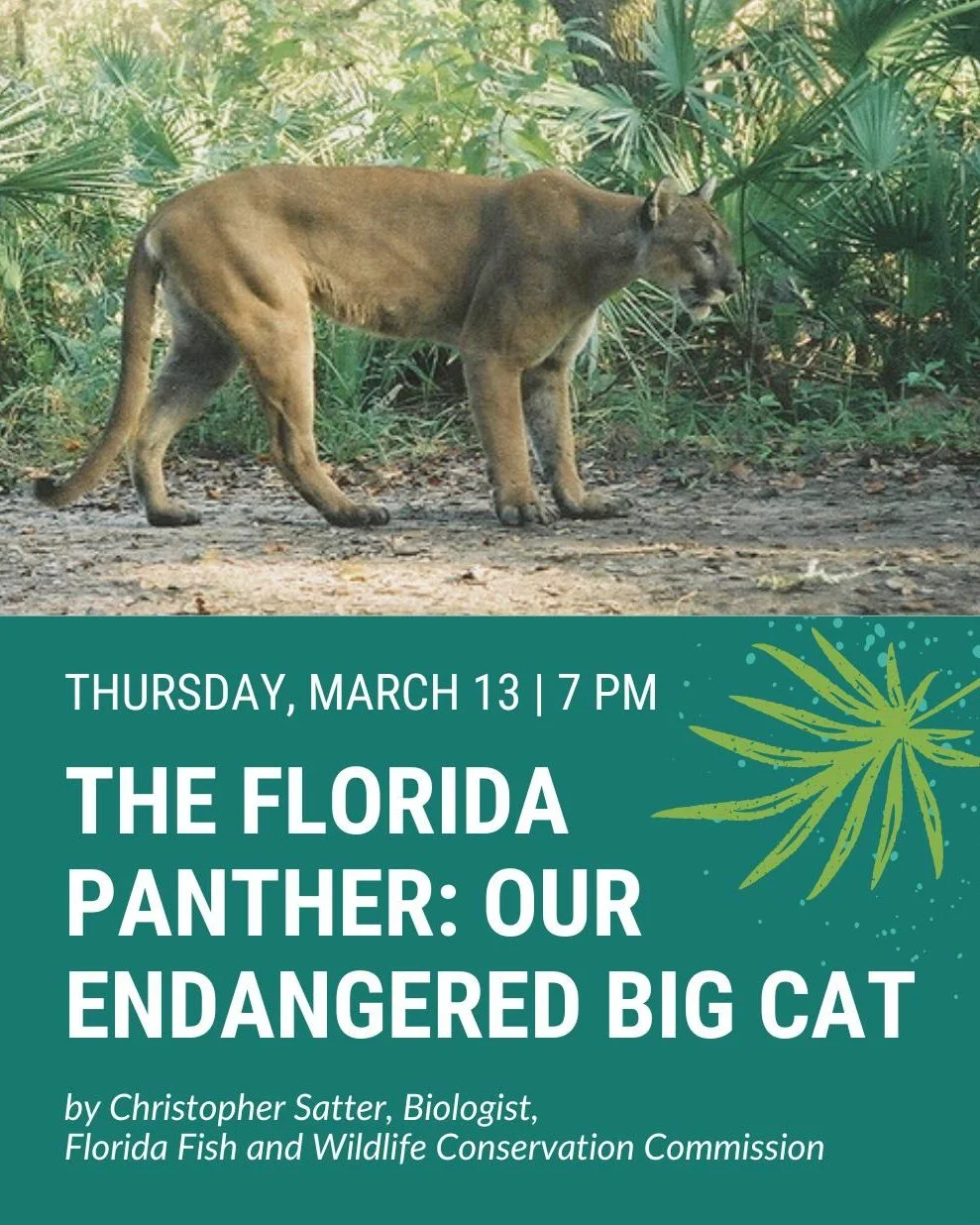 The Florida Panther is listed as an endangered species with only a small population remaining in the wild. Join us this Thursday, March 13th to hear from a field biologist who studies these secretive cats to learn more about them and what is being do