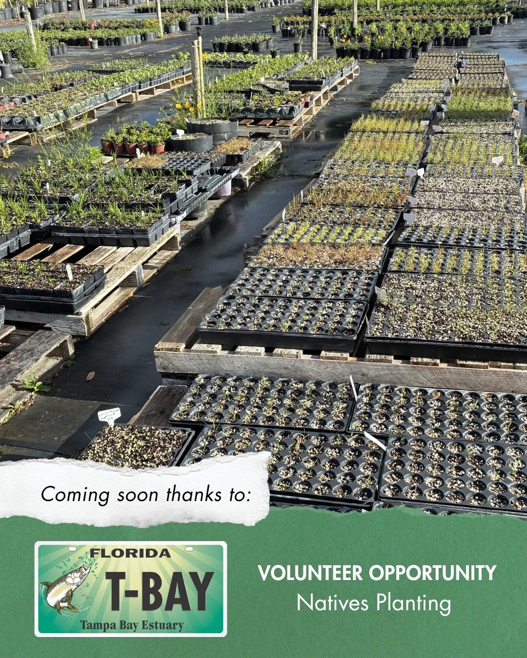 🌱 Exciting news! Thanks to support from the @tampabayestuaryprogram's Bay Mini-Grant, we are in the final stages of planning a new restoration project. We need help planting natives &mdash;and we want you to be a part of it! 

Stay tuned for dates a