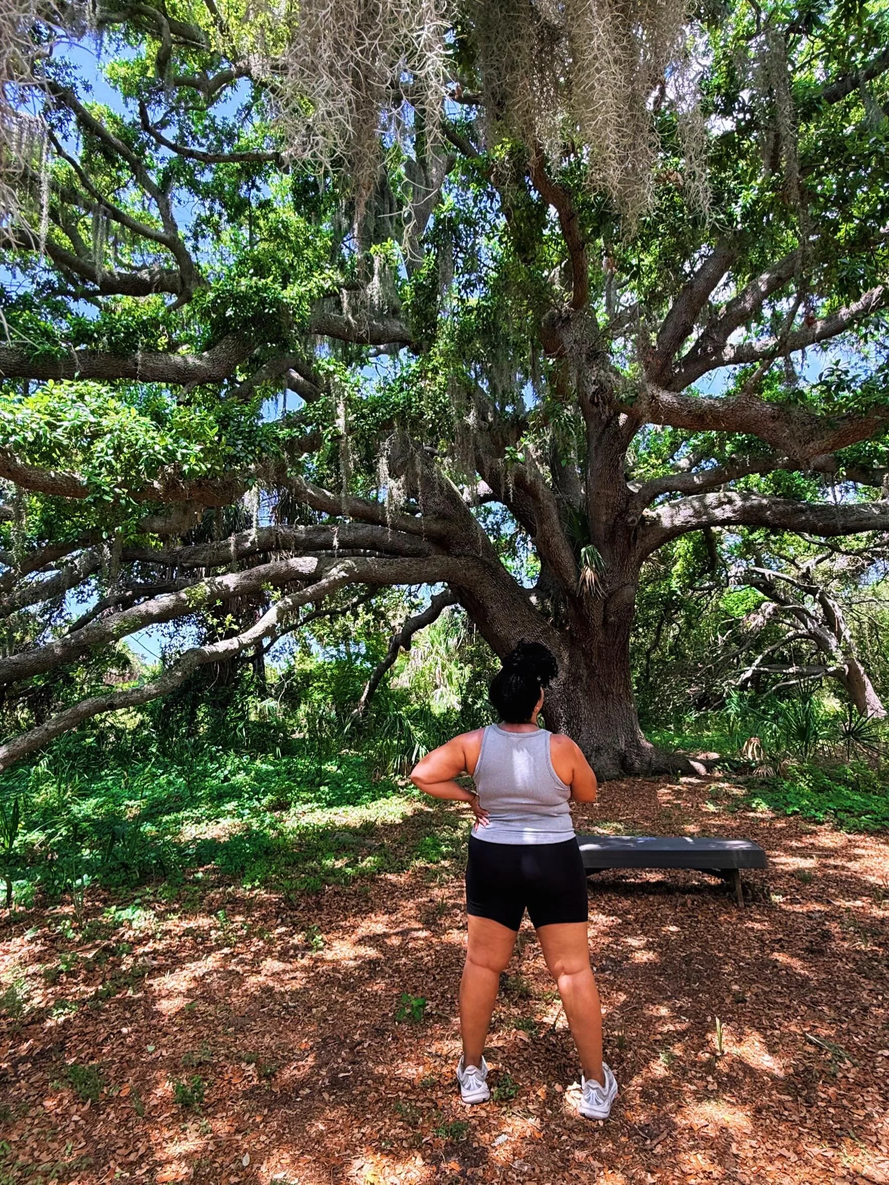 Which tree is your favorite Boyd Hill? This is one of ours.