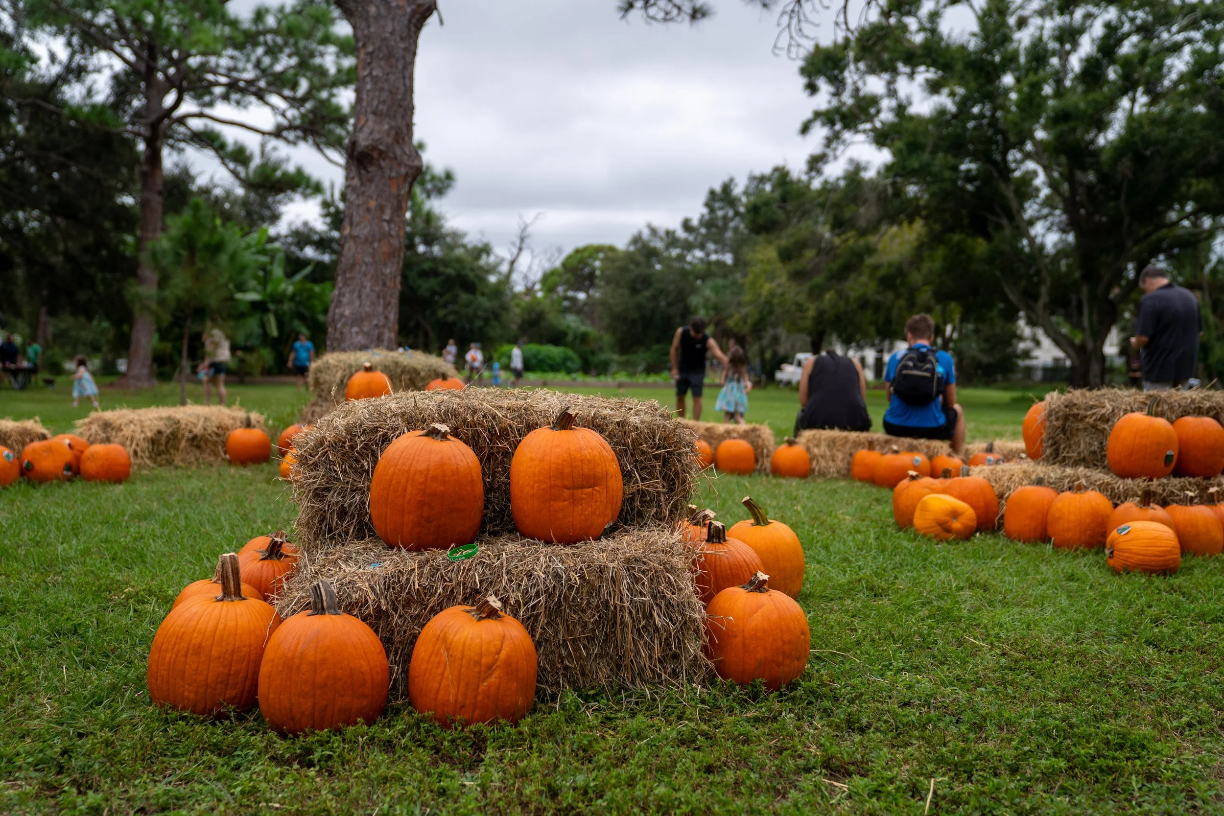Autumn Harvest