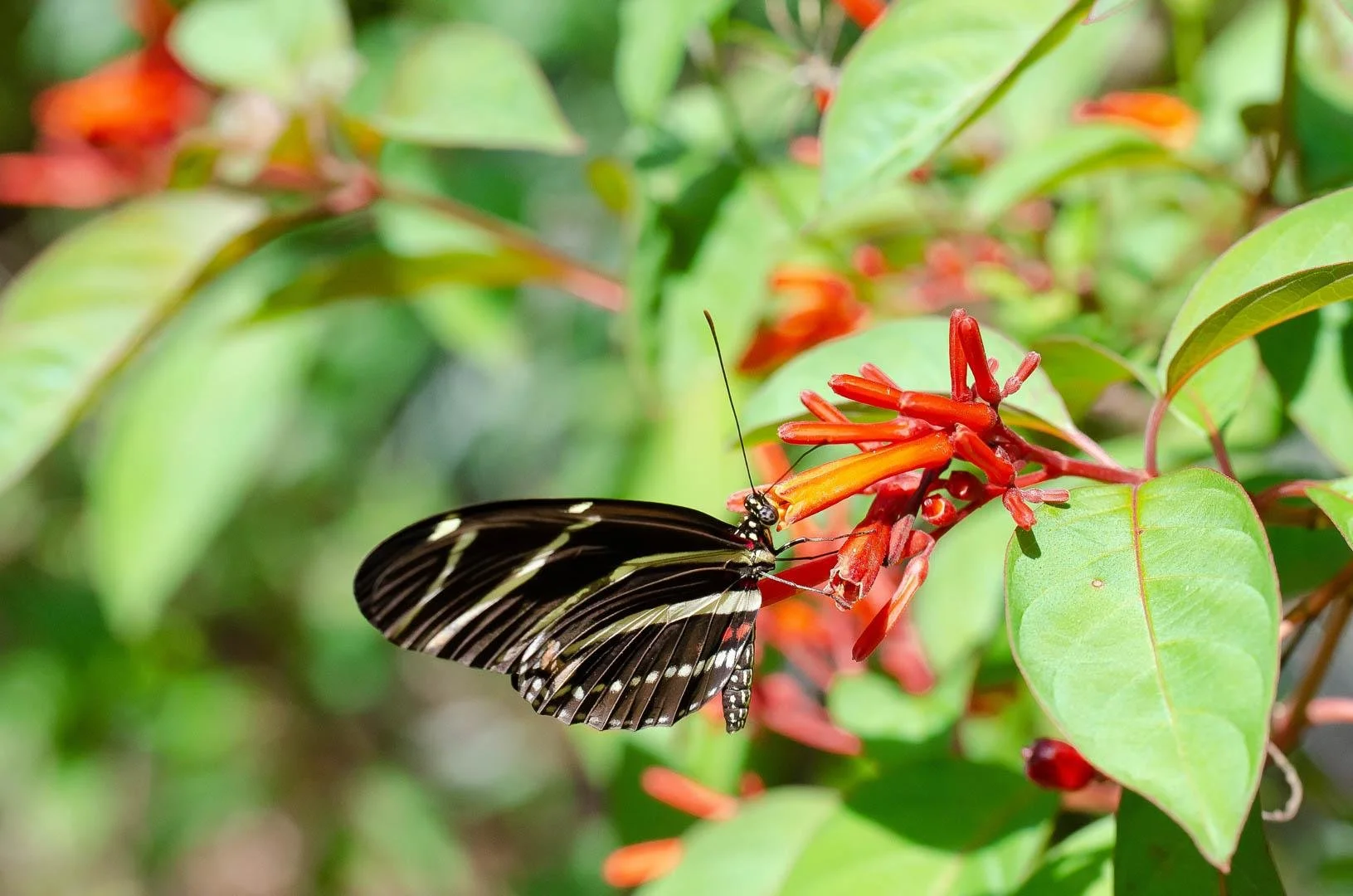 The Native Plants, Soils, and Climate of Pinellas County