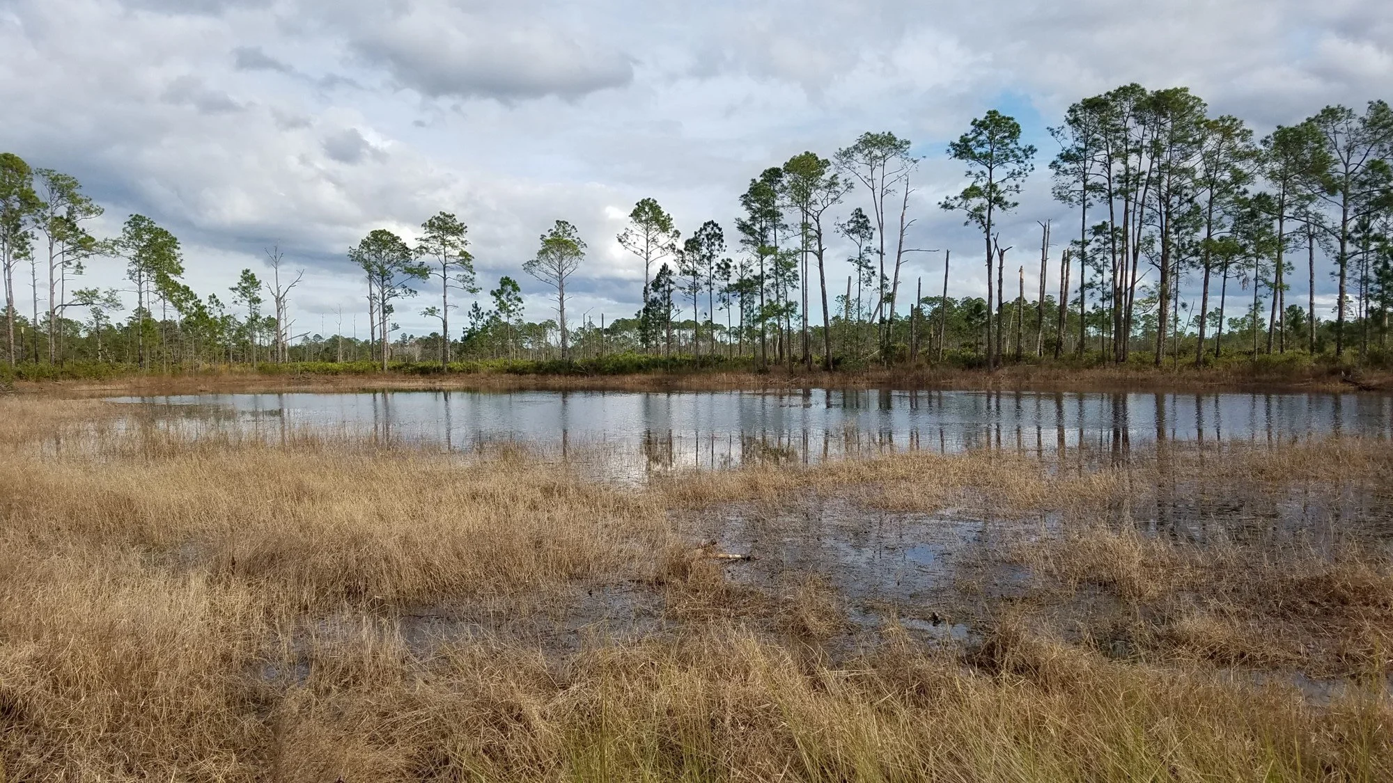 Exploring Florida’s Wild Ecosystems