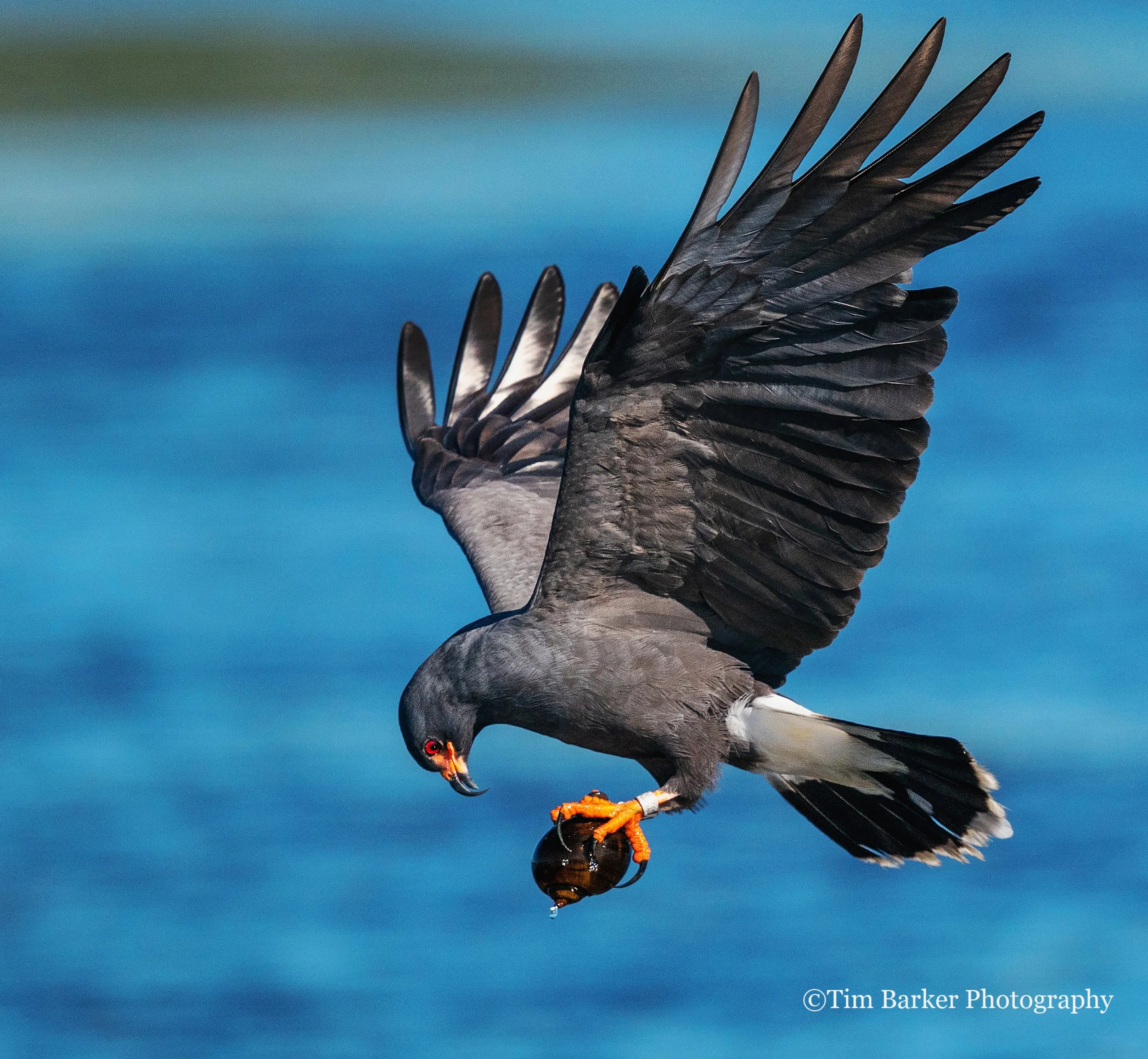 The Bird that Saved Itself: The Everglade Snail Kite Story