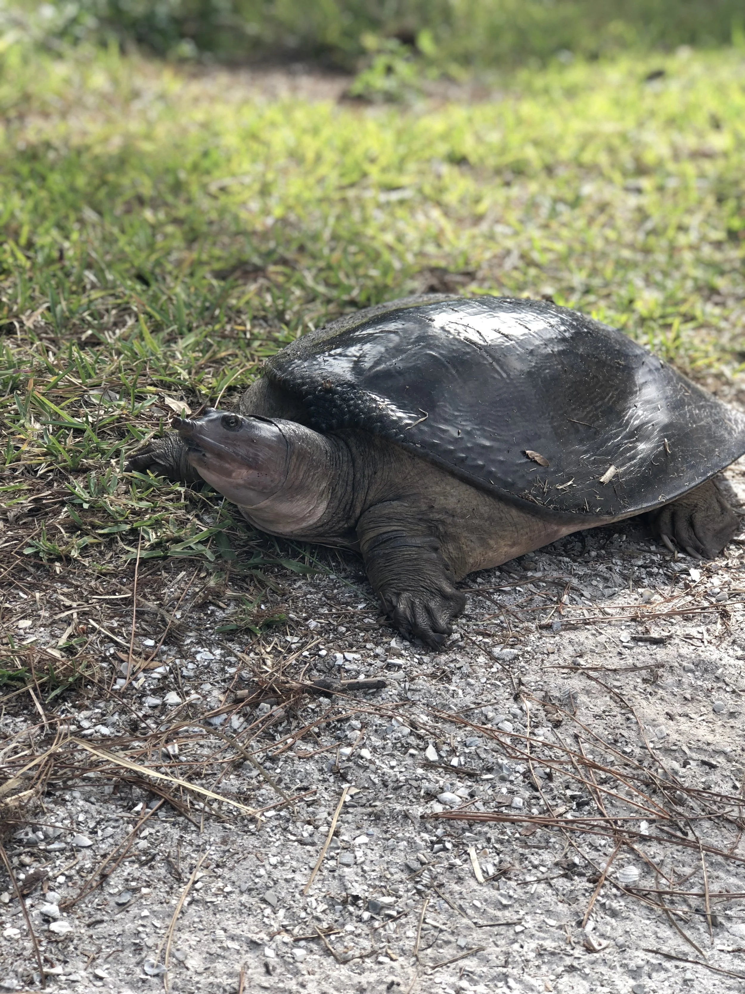 Why Turtles Are Cool