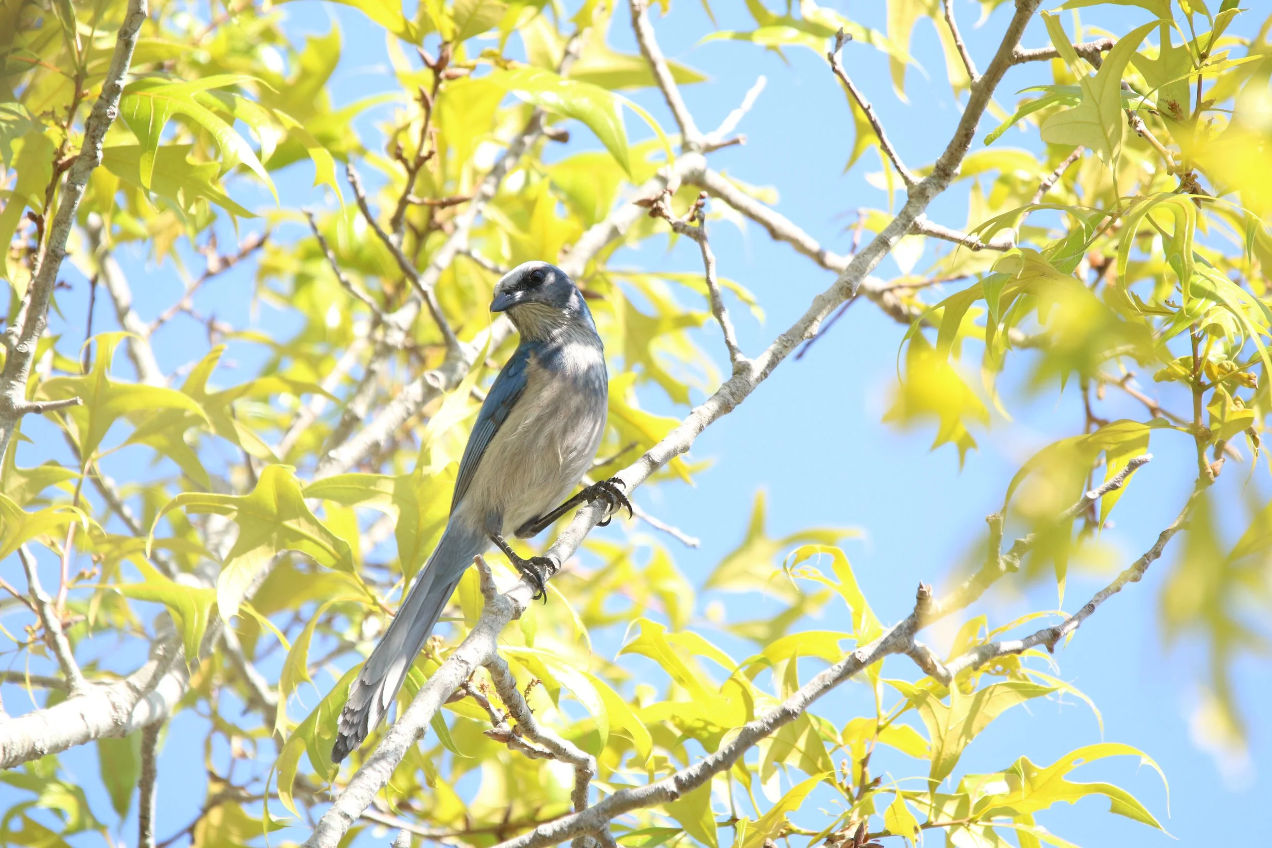 Florida Scrub Jays